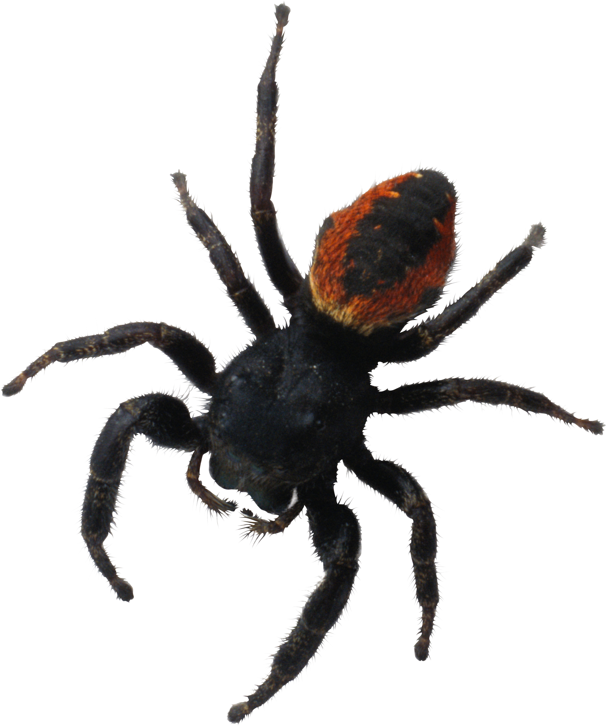 Wallpaper #n2GfLpMB3VrvfBrRMSSm60 Spider Png Image Purepng Free Transparent Cc0 Png Image Library