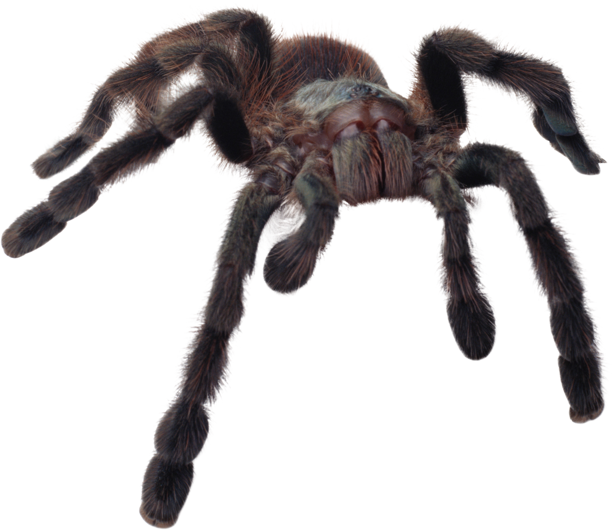 Wallpaper #n2GfLpMB3VrvfBrRMSSm132 Download Spider Png Image for Free