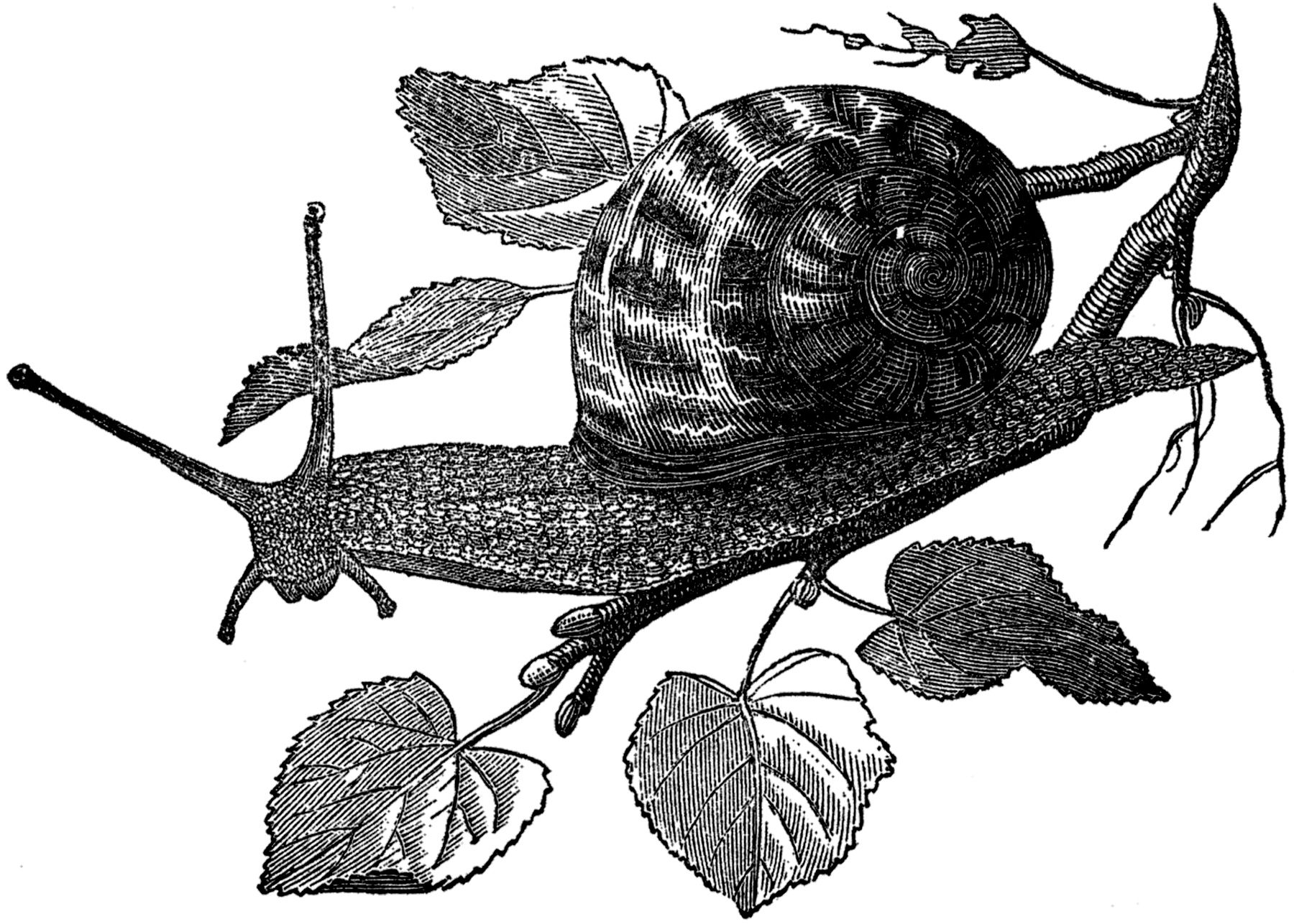Wallpaper #7DE0NZMB5zzyi_yYk1WD369 Free Public Domain Snail Images the Graphics Fairy