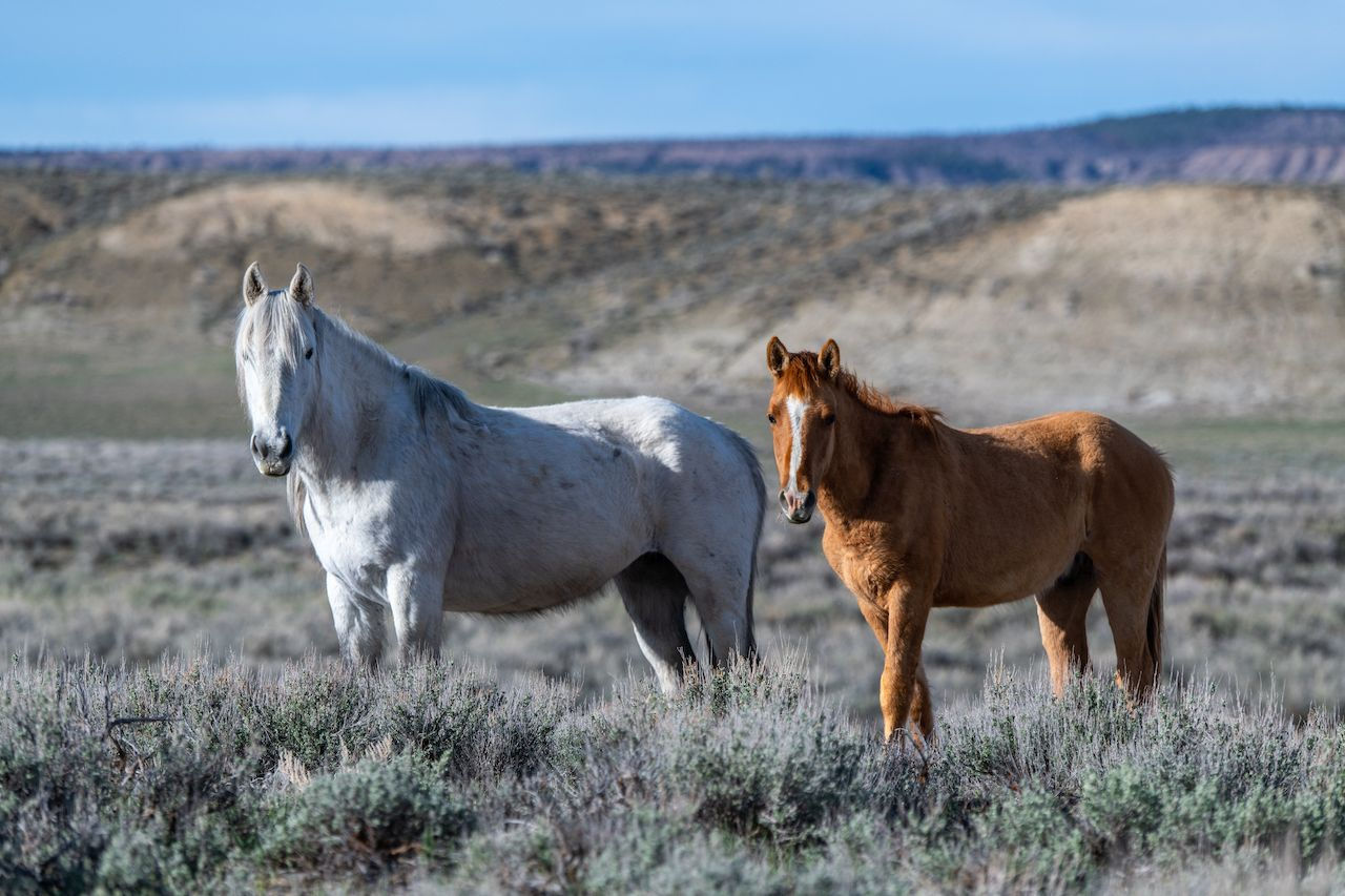Wallpaper #zmdv6pIBSpphPi3-uUbV13 Lisas World the Best Places to See Wild Horses Around the World