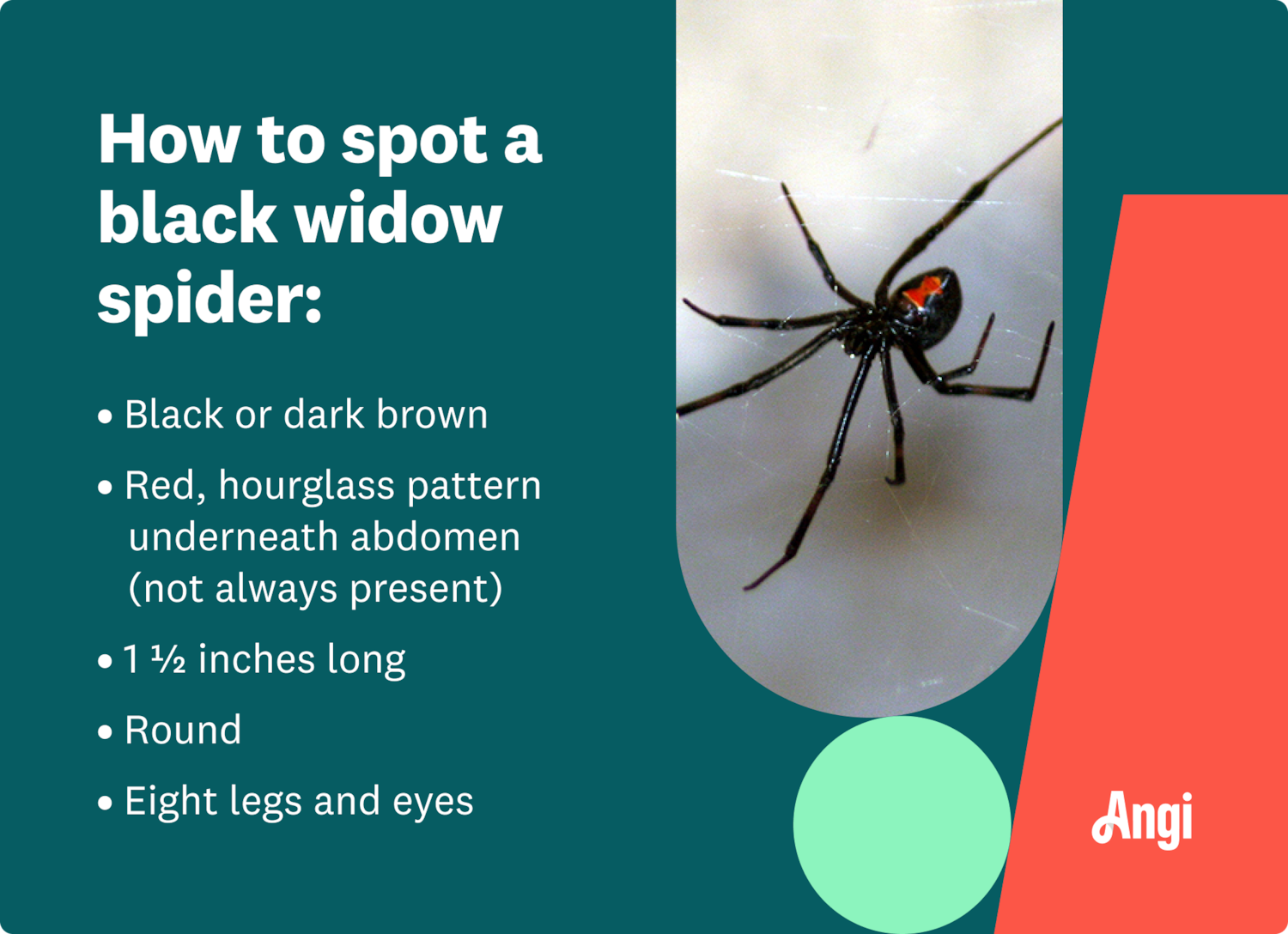 Wallpaper #5vQUOpMBKFX8bn3rPHdj80 How to Identify a Black Widow Spider