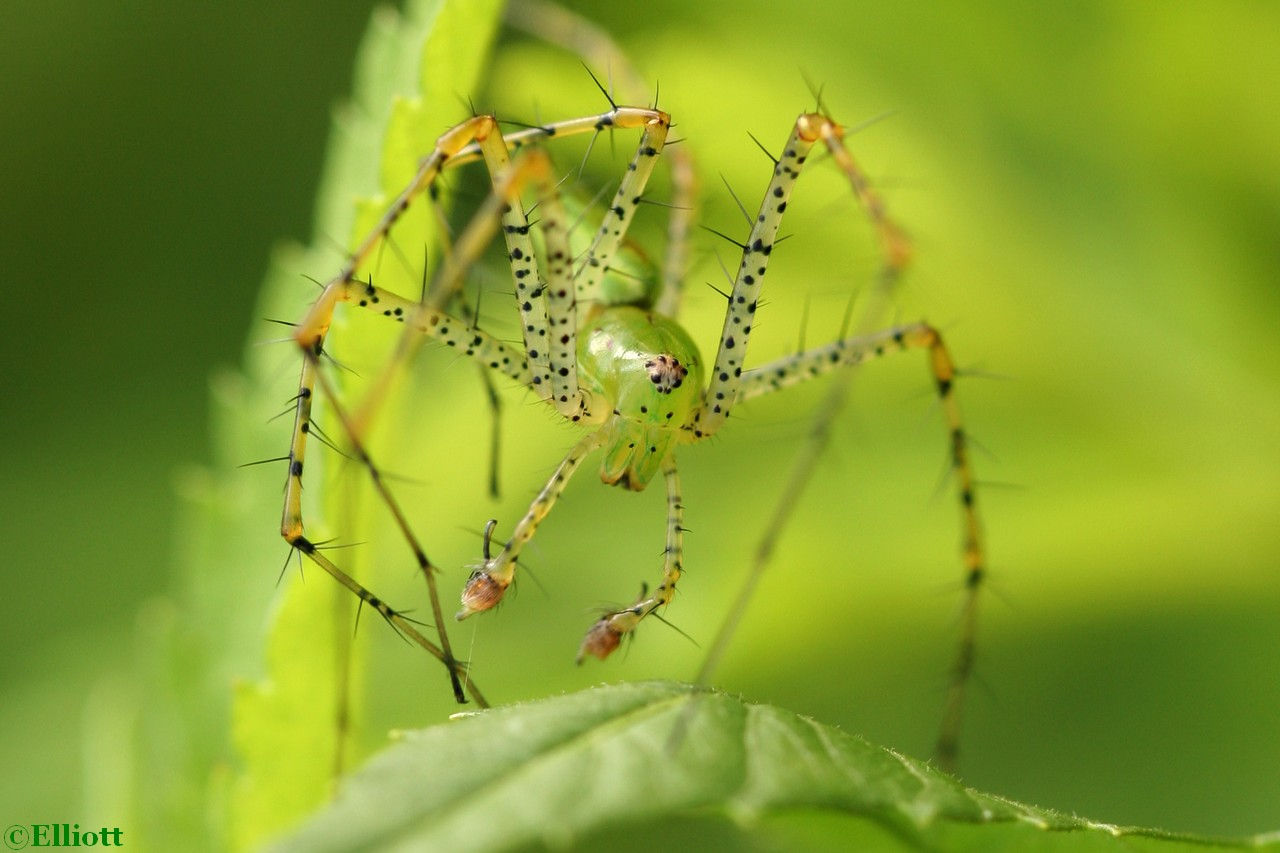 Wallpaper #-vQcOpMBKFX8bn3rt3dJ329 Green Lynx Spider Home Healthcare