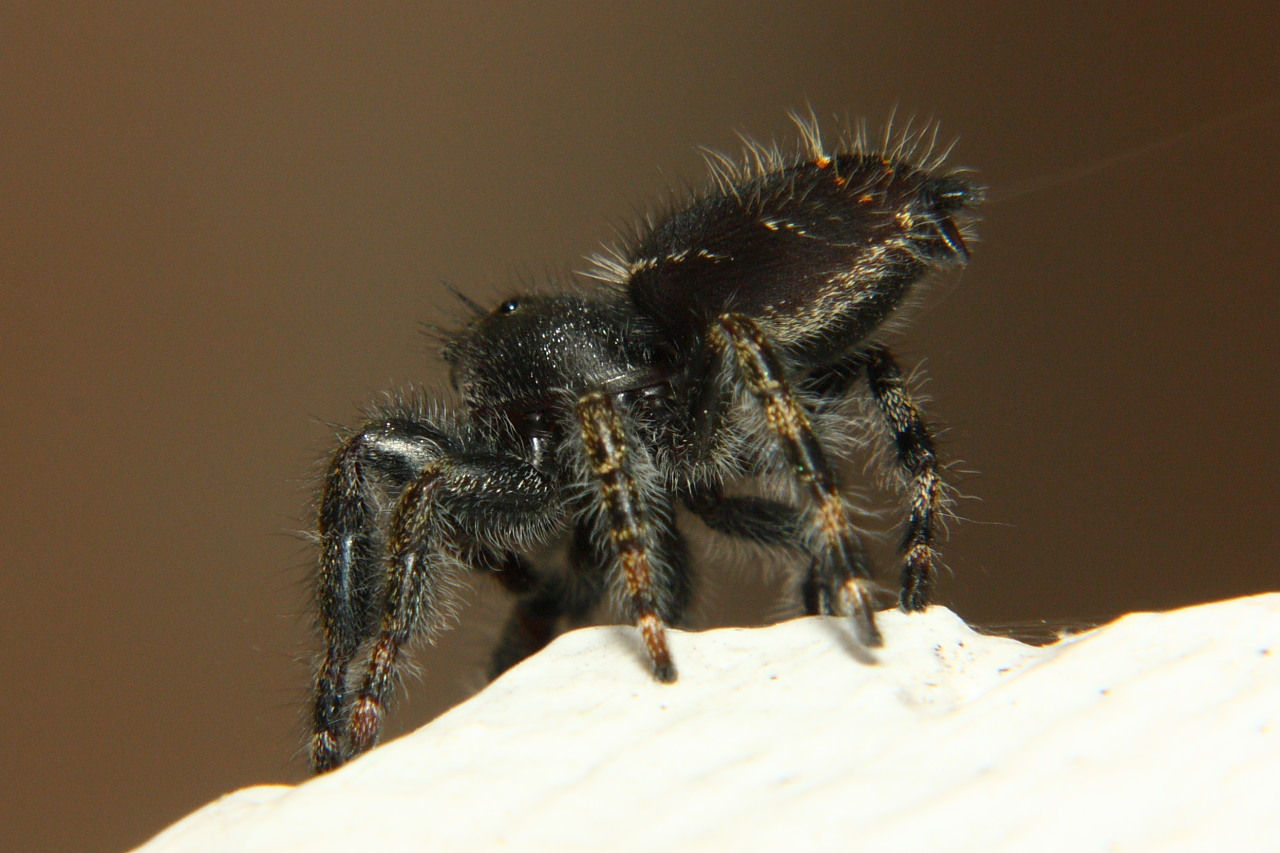 Wallpaper #e2dv9JIBSpphPi3-JXru65 Bold Jumping Spider North American Insects Spiders