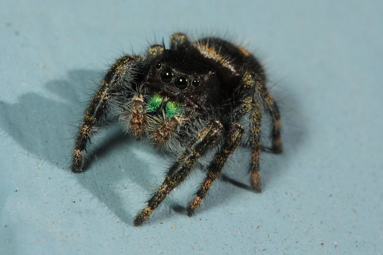 Wallpaper #e2dv9JIBSpphPi3-JXru142 Bold Jumping Spider North American Insects Spiders