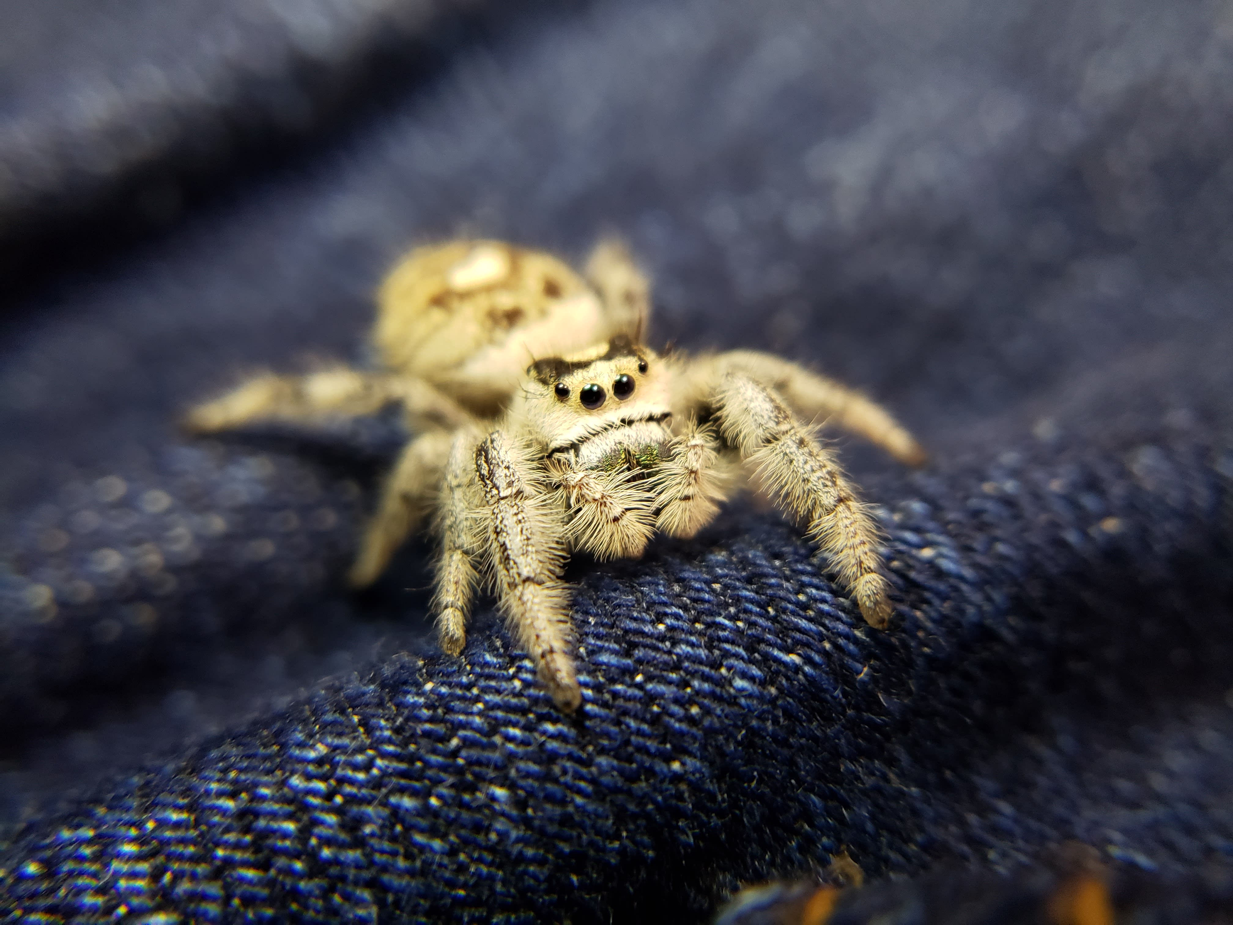 Wallpaper #wmfS65IBSpphPi3-9k4K145 White Regal Jumping Spider Phidippus Regius Available Jumping