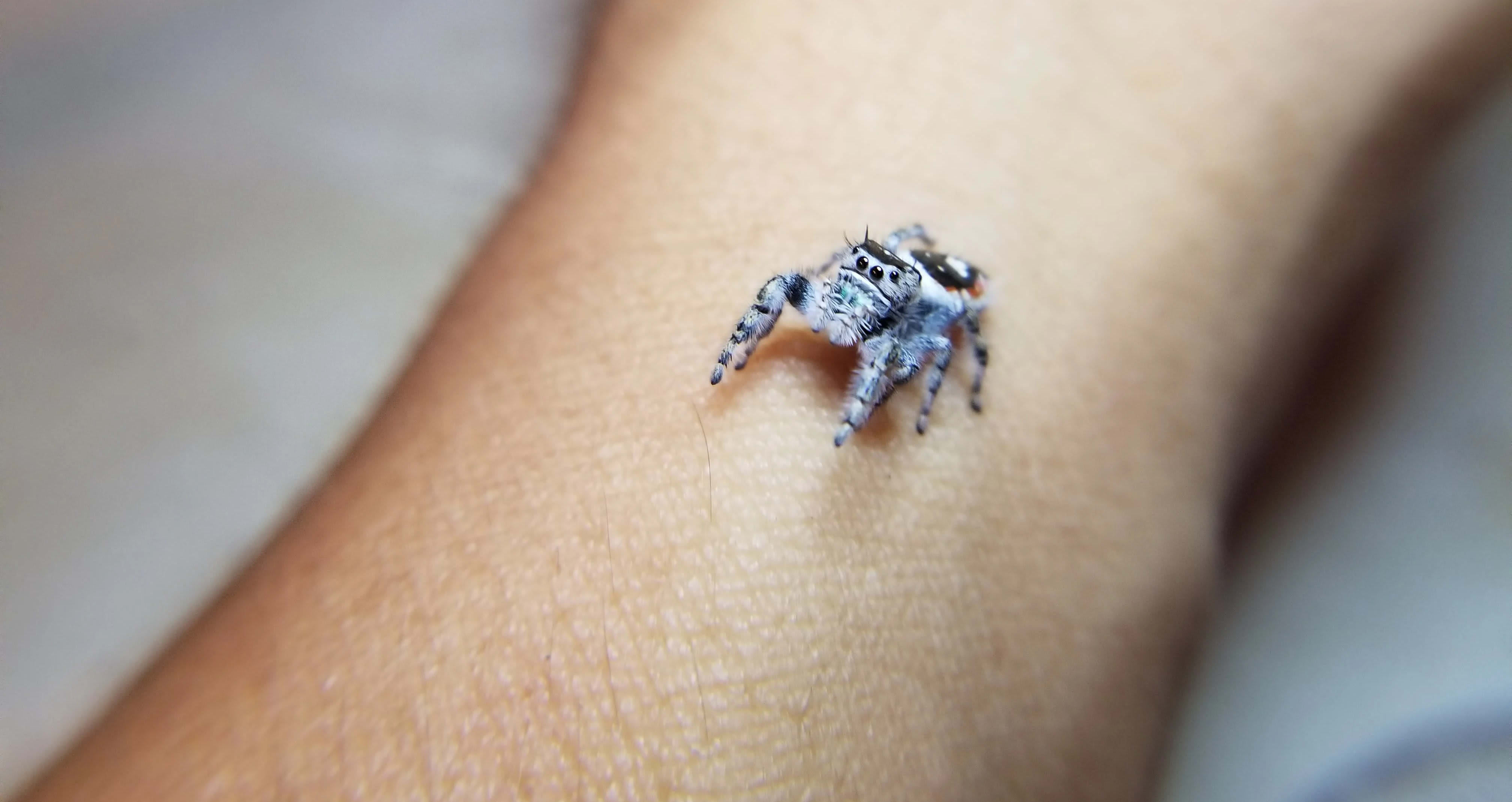 Wallpaper #wmfS65IBSpphPi3-9k4K248 California Jumping Spider Phidippus Californicus Available Jumping