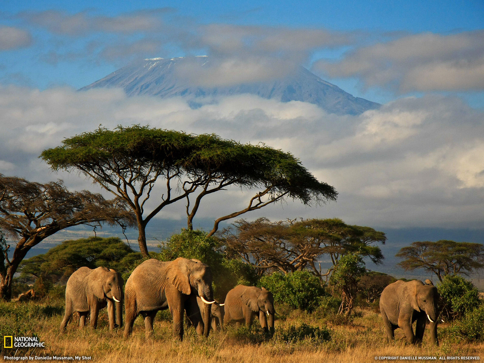 Wallpaper #uh25LJMBlOZrFDOkessc81 Amazing Animal Pictures from National Geographic July 2011 Amazing