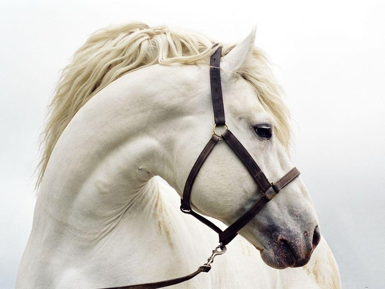 Wallpaper #8h2ULJMBlOZrFDOkIMqE358 Desktop Wallpaper Beautiful White Horse Desktop Wallpaper