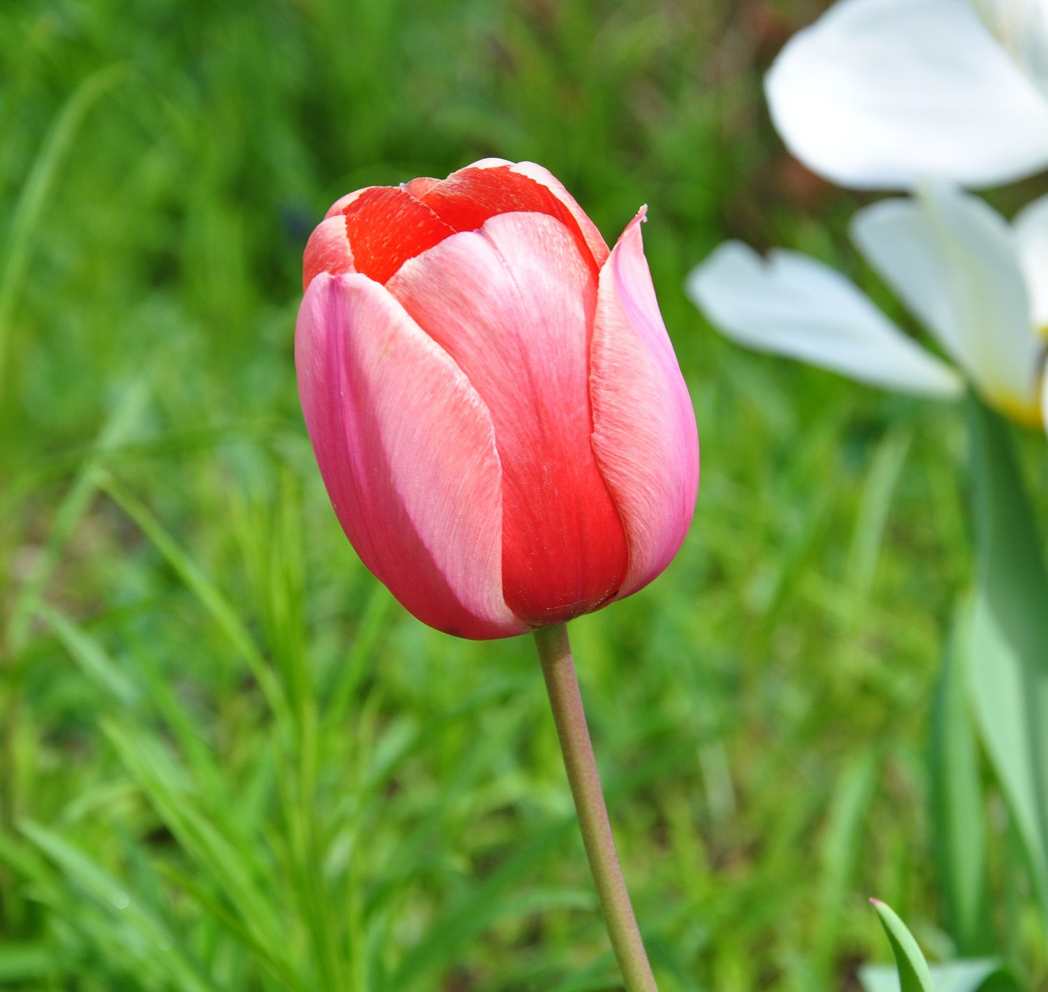 Wallpaper #0f480 Tulips Golden Varietie Stock Image Image of Grass 19338473