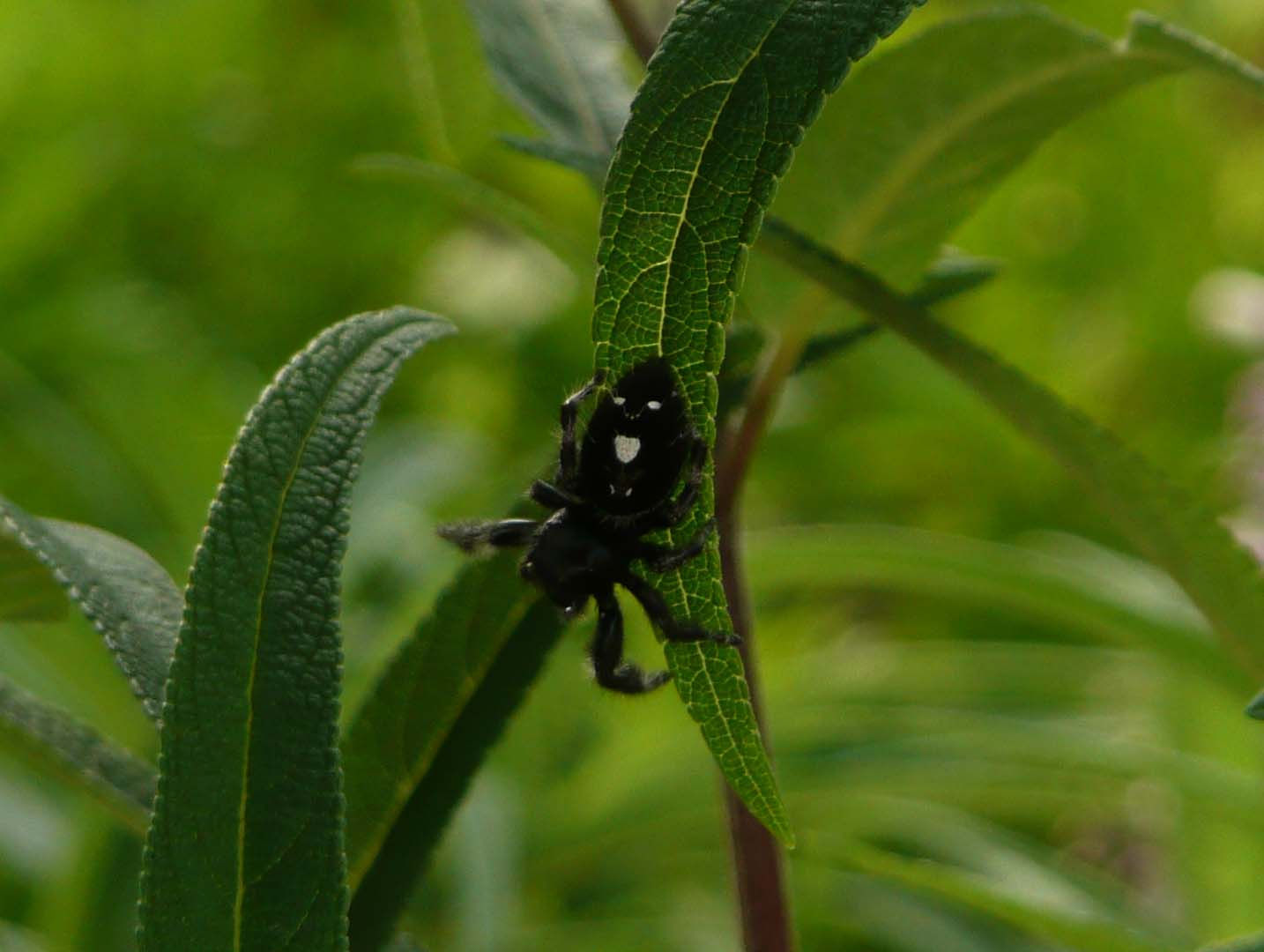 Wallpaper #wmfS65IBSpphPi3-9k4K340 The Milkweed Patch Bodacious Jumping Spider