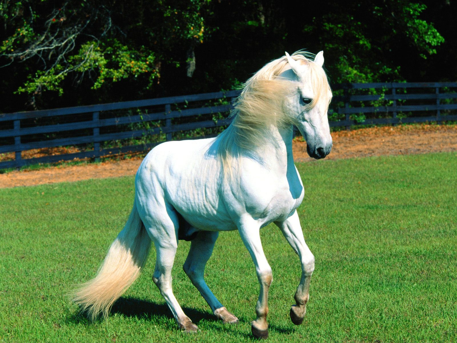Wallpaper #th2FLJMBlOZrFDOkscqQ267 Lovely Horse Latest HD Desktop Wallpapers 2013 Beautiful and