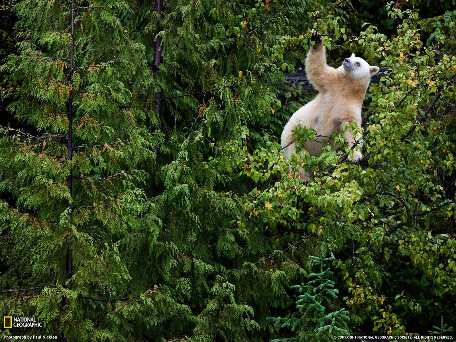 Wallpaper #VGfV_5IBSpphPi3-BKSc122 National Geographic Photo of the Day August 2011 Amazing Creatures