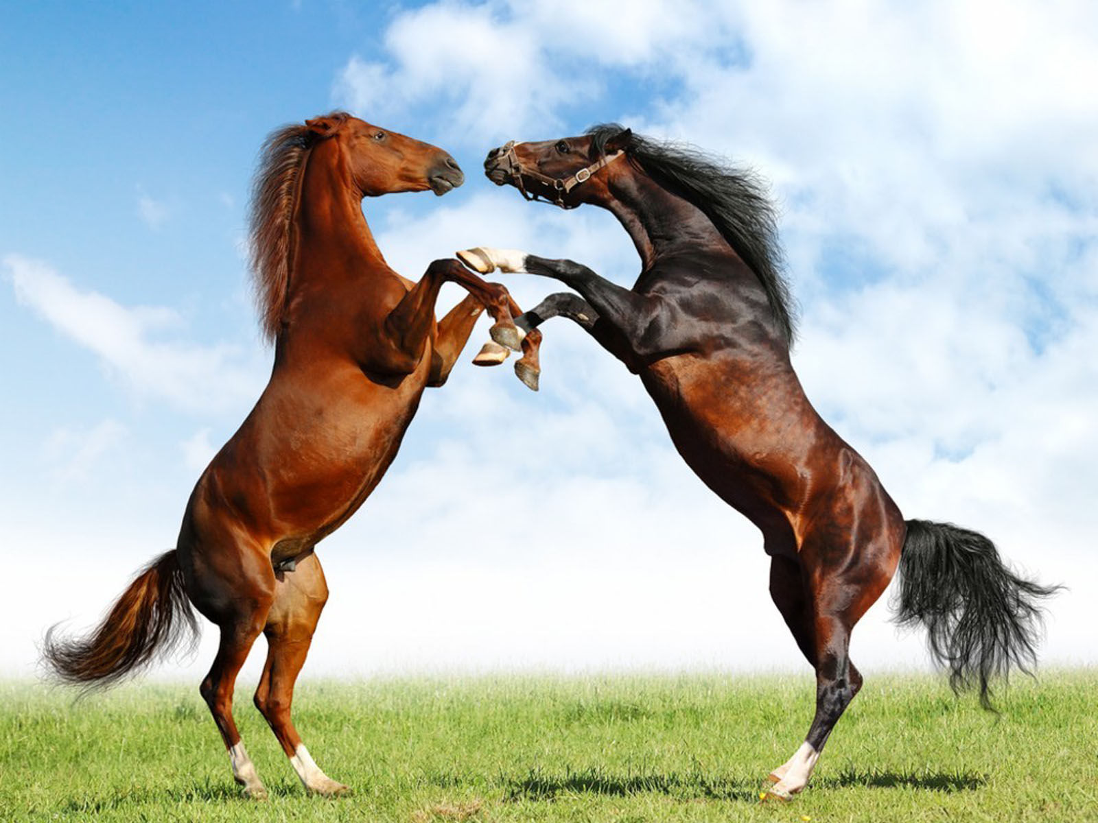 Wallpaper #9h2ULJMBlOZrFDOkbsoH179 Wallpaper Horses Wallpapers