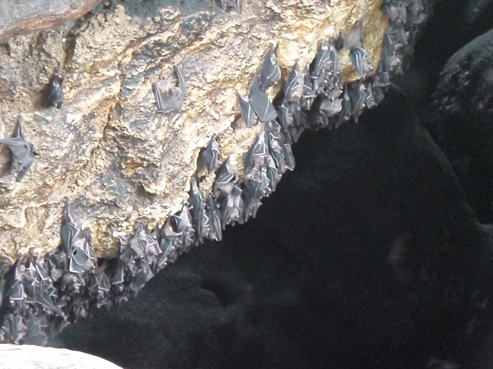 Wallpaper #ZRkzO48BtGB6xQ78Na8u41 Monfort Bat Cave in Samal Island Davao City Noelizm