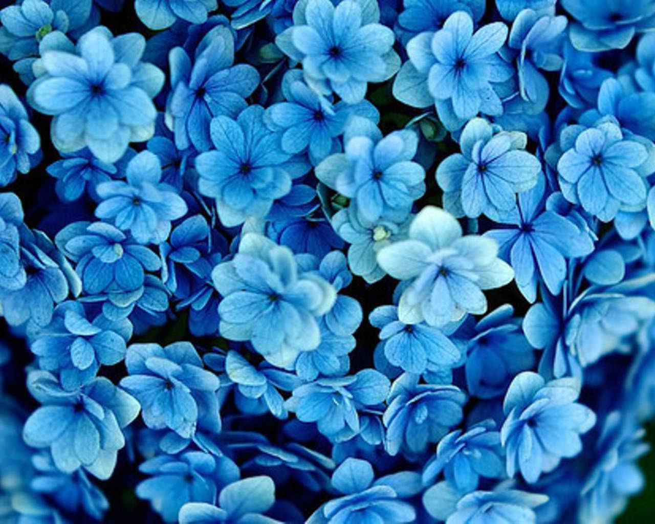 Wallpaper #zWhWIpMBSpphPi3-HjJS120 Amazing Flower Blue Flower Wallpaper