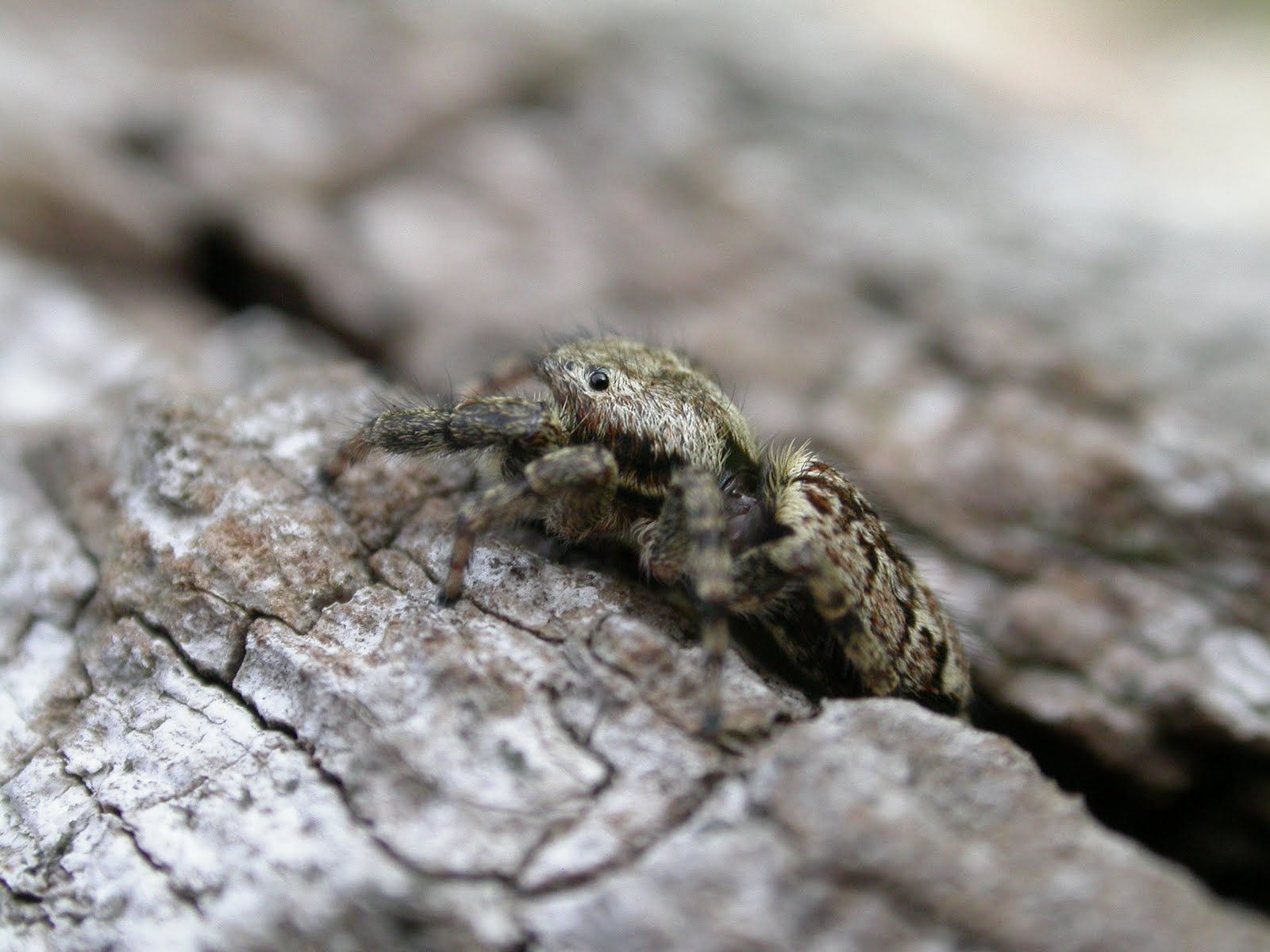 Wallpaper #e2dv9JIBSpphPi3-JXru79 The Lyons Share Look into the Eyes of Our Biggest Jumping Spider