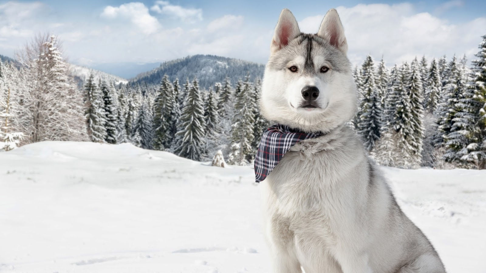 Wallpaper #dHcXKZMB-pgBXx60Iqzf162 Windows 8 HD Wallpapers Animals HD Wallpapers Part 1