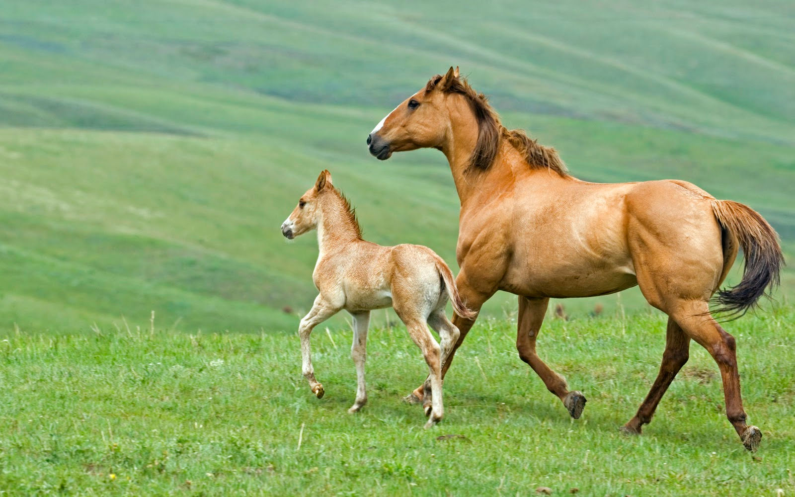 Wallpaper #9h2ULJMBlOZrFDOkbsoH287 Wallpaper Box Horses Wallpapers 1920x1200