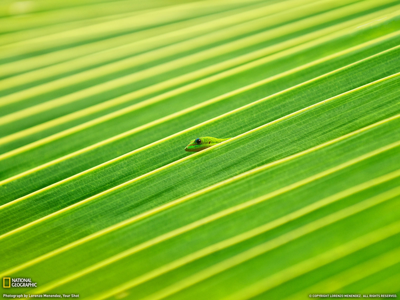 Wallpaper #VGfV_5IBSpphPi3-BKSc235 Amazing Animal Pictures from National Geographic July 2011 Amazing