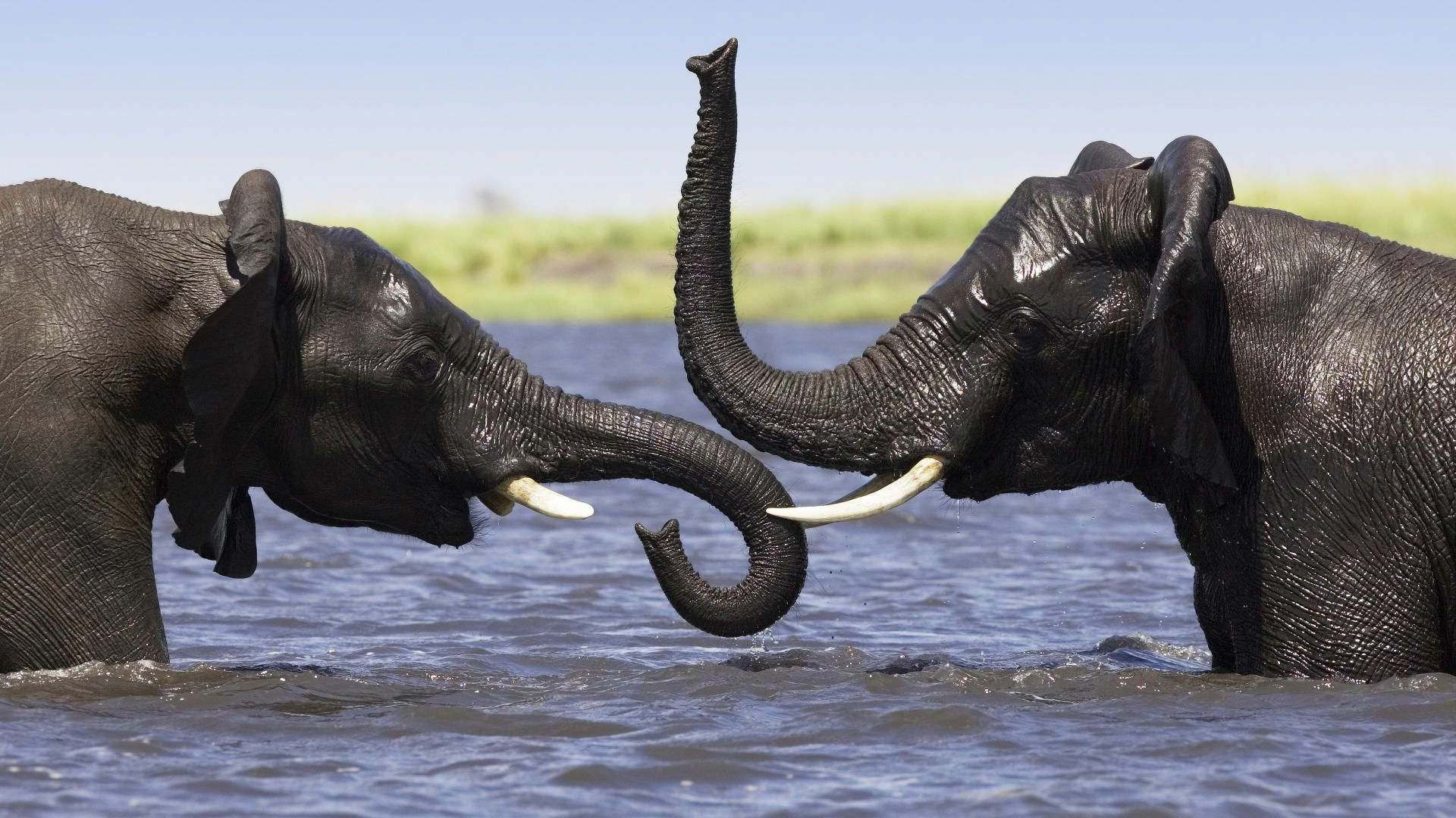 Wallpaper #sHfNJ5MB-pgBXx60h6cK127 Elephant HD Wallpapers 2