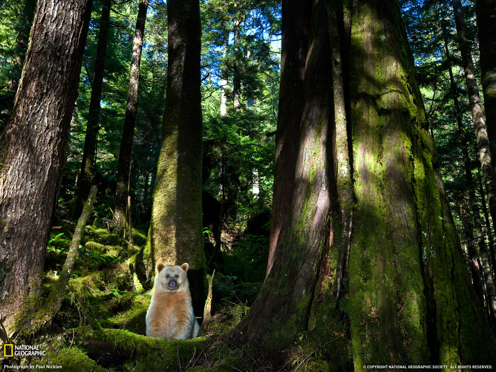 Wallpaper #uh25LJMBlOZrFDOkessc92 Amazing Animal Pictures from National Geographic July 2011 Amazing