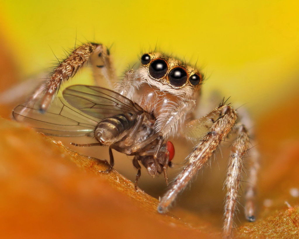 Wallpaper #wWeM-5IBSpphPi3-WJSY405 How Spiders Eat the Infinite Spider