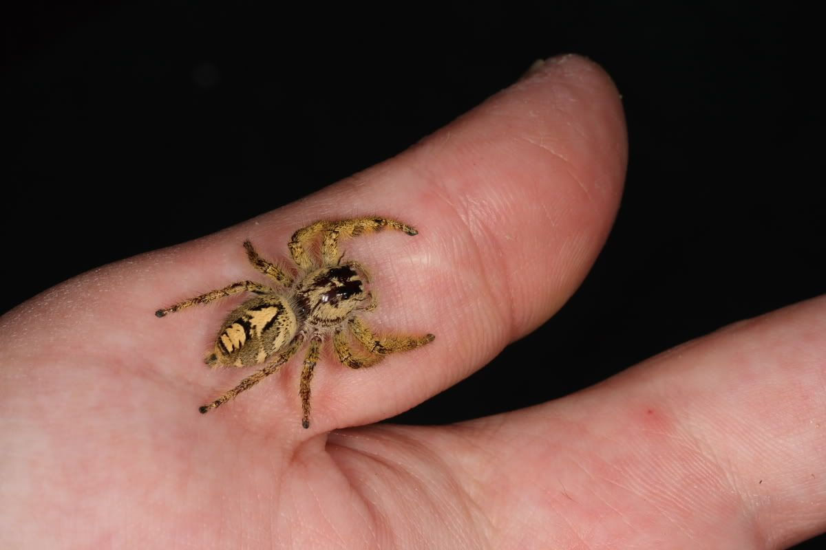 Wallpaper #e2dv9JIBSpphPi3-JXru147 Whos Interested in One of Biggest Jumping Spiders in Thr World