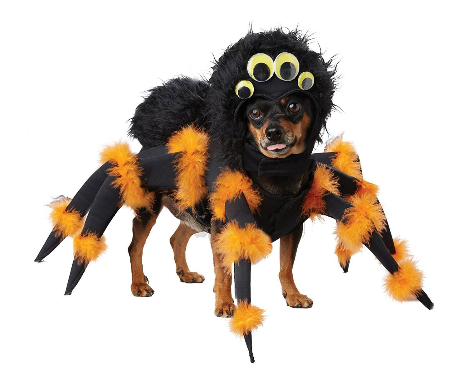 Wallpaper #4WiTH5MBSpphPi3-kStI17 This Tarantula Dog Costume Turns Your Pooch into a Giant Spider for