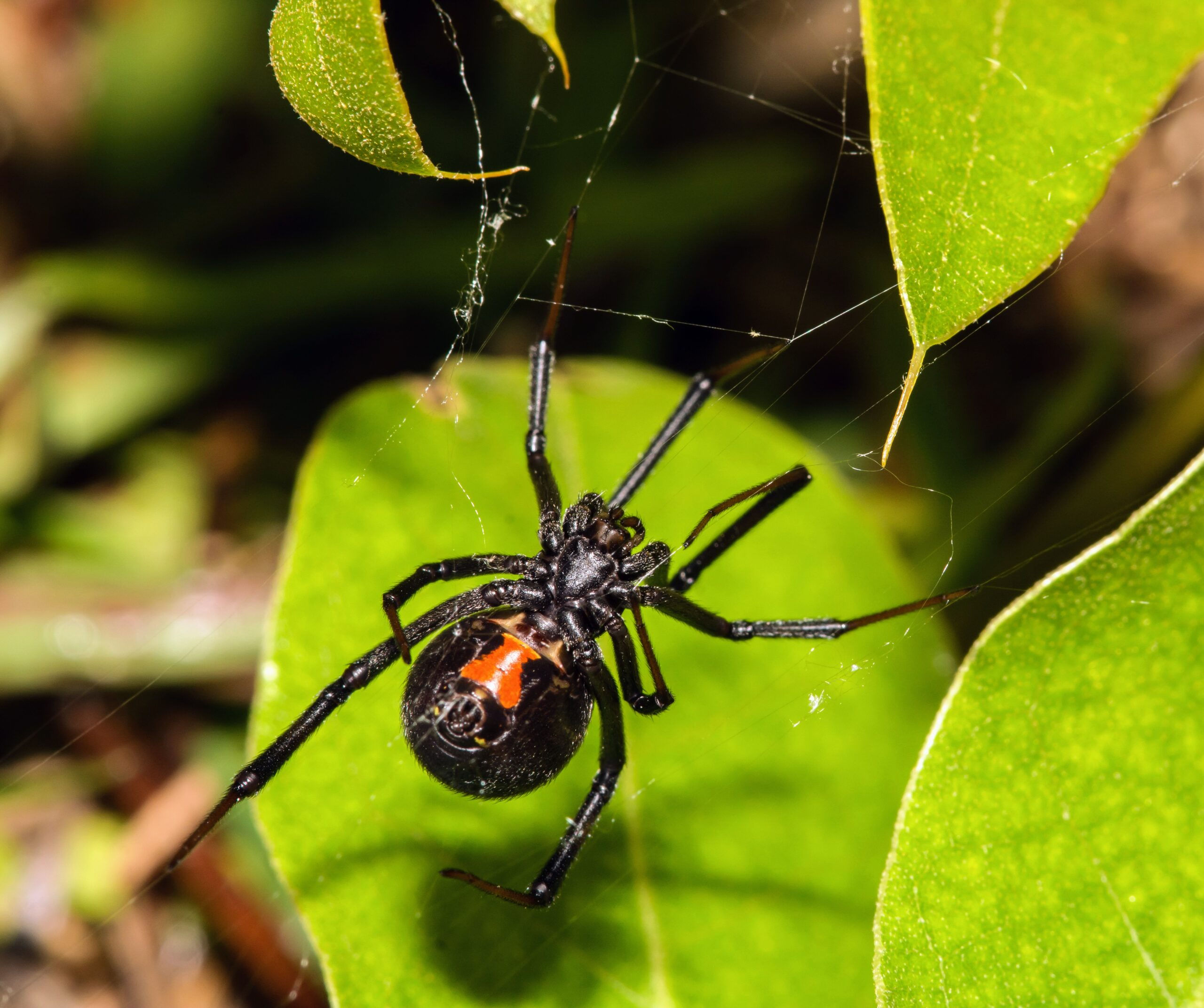 Wallpaper #5vQUOpMBKFX8bn3rPHdj334 Black Widows Are Being Targeted by Invasive Brown Widows Earthcom