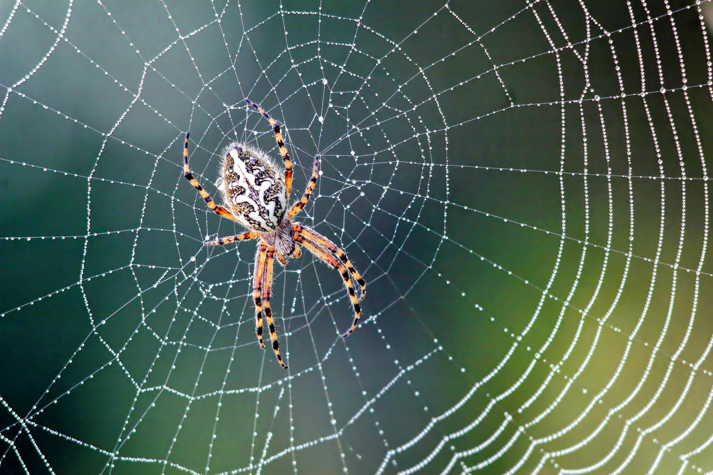 Wallpaper #82dGAZMBSpphPi3-KqlJ192 Scientists Reveal Spiders Web Making Secrets Earthcom