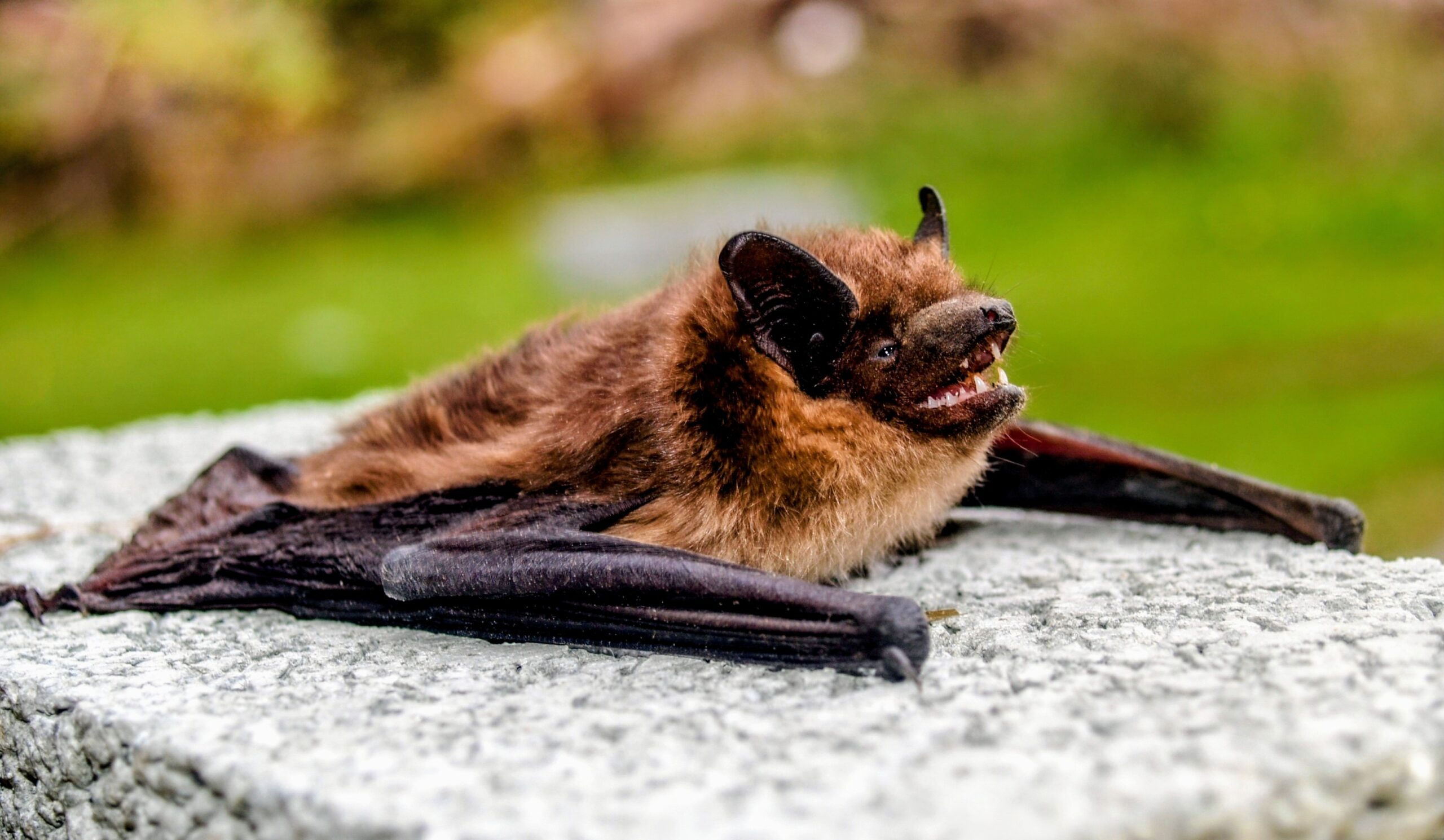 Wallpaper #r3KDMpMBX2lk1u3ogFrF92 Rabies Infected Vampire Bats May Extend Their Habitat into the Us
