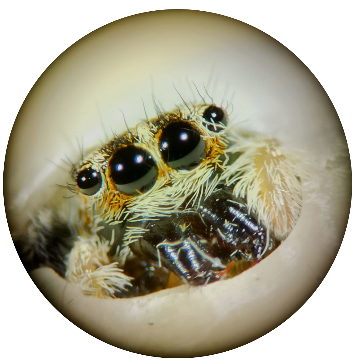 Wallpaper #e2dv9JIBSpphPi3-JXru289 Massimo De Agro Jumping Spiders Visual Cognition