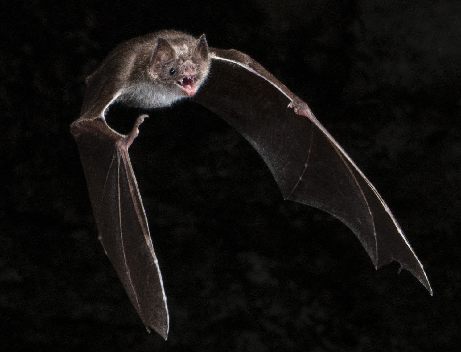 Wallpaper #r3KDMpMBX2lk1u3ogFrF80 Vampire Bats May Coordinate with Friends Over a Bite to Eat