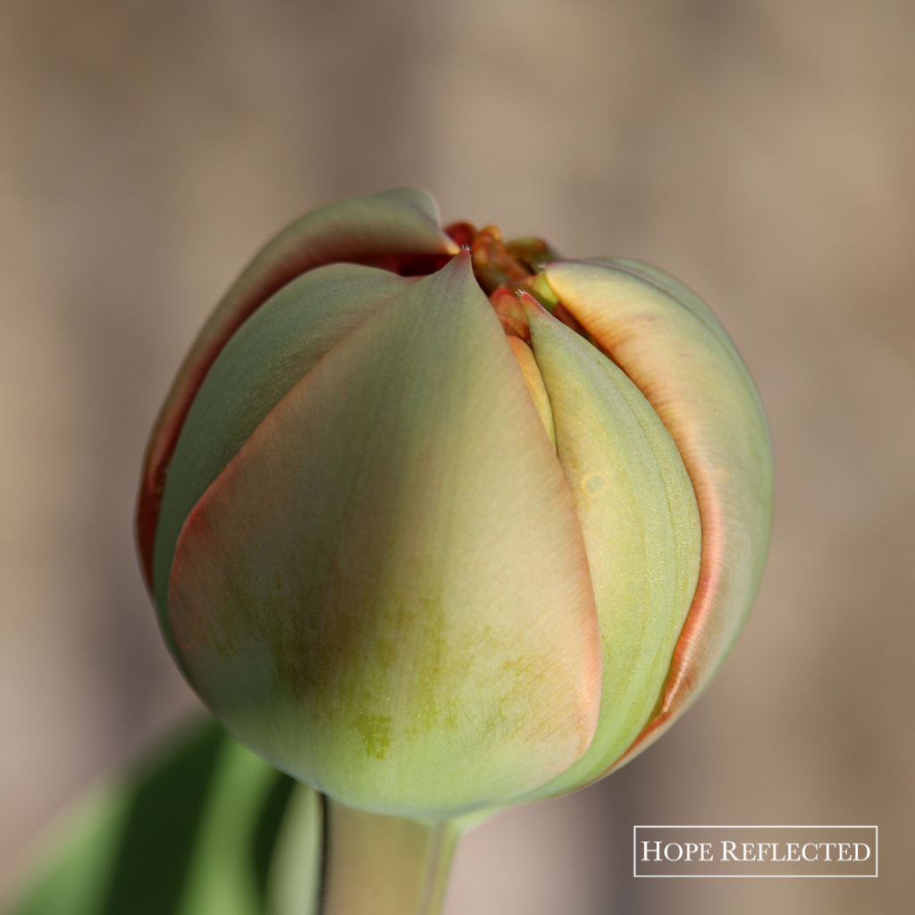 Wallpaper #0f480 Tulips Golden Varietie Stock Image Image of Grass 19338473