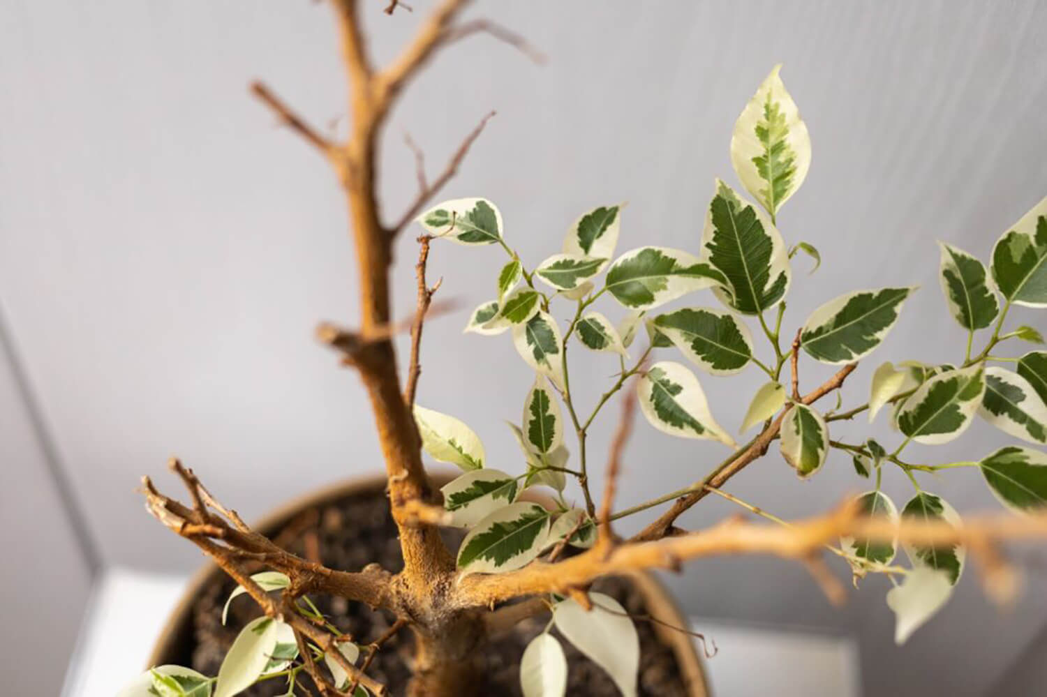 Wallpaper #jWdLE5MBSpphPi3-Rv-o407 The Ultimate Guide on How to Revive a Bonsai Tree Hooked on Bonsai