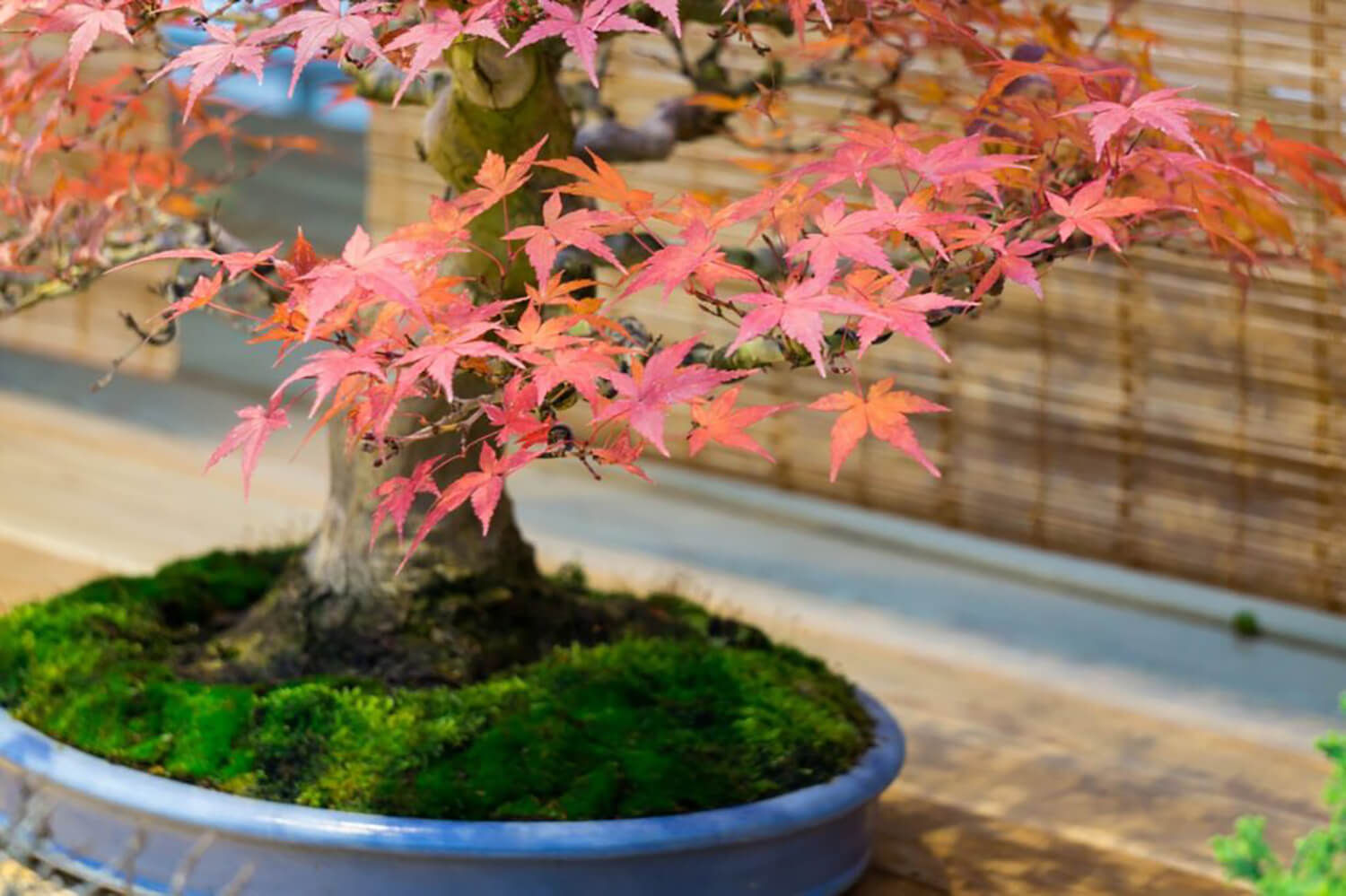 Wallpaper #jWdLE5MBSpphPi3-Rv-o230 Extensive Care Guide for Japanese Maple Bonsai Hooked on Bonsai