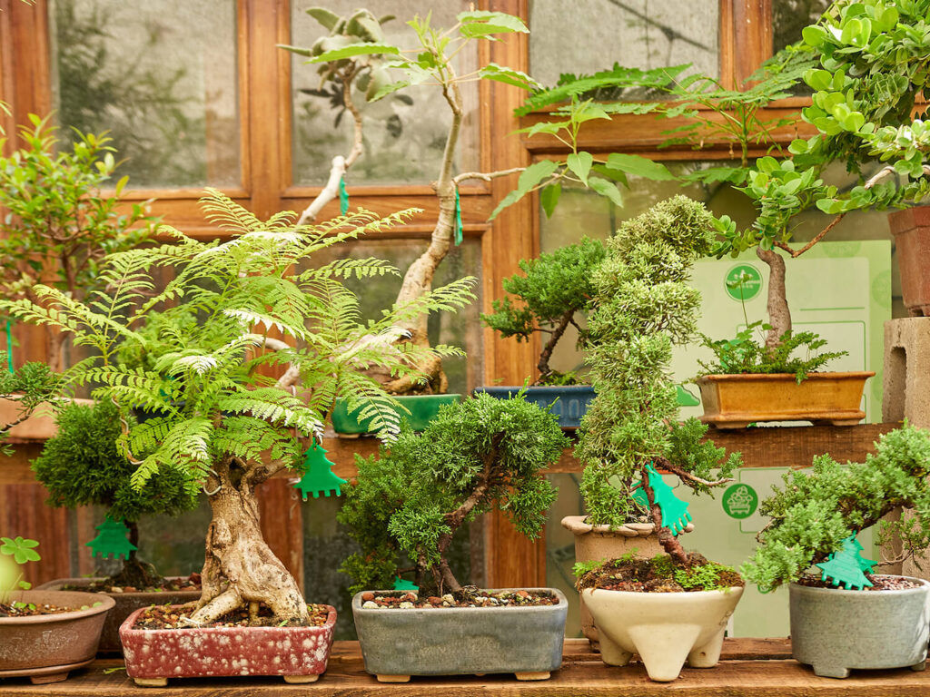 Wallpaper #jWdLE5MBSpphPi3-Rv-o282 How to Grow Care for an Outdoor Bonsai Tree Hooked on Bonsai