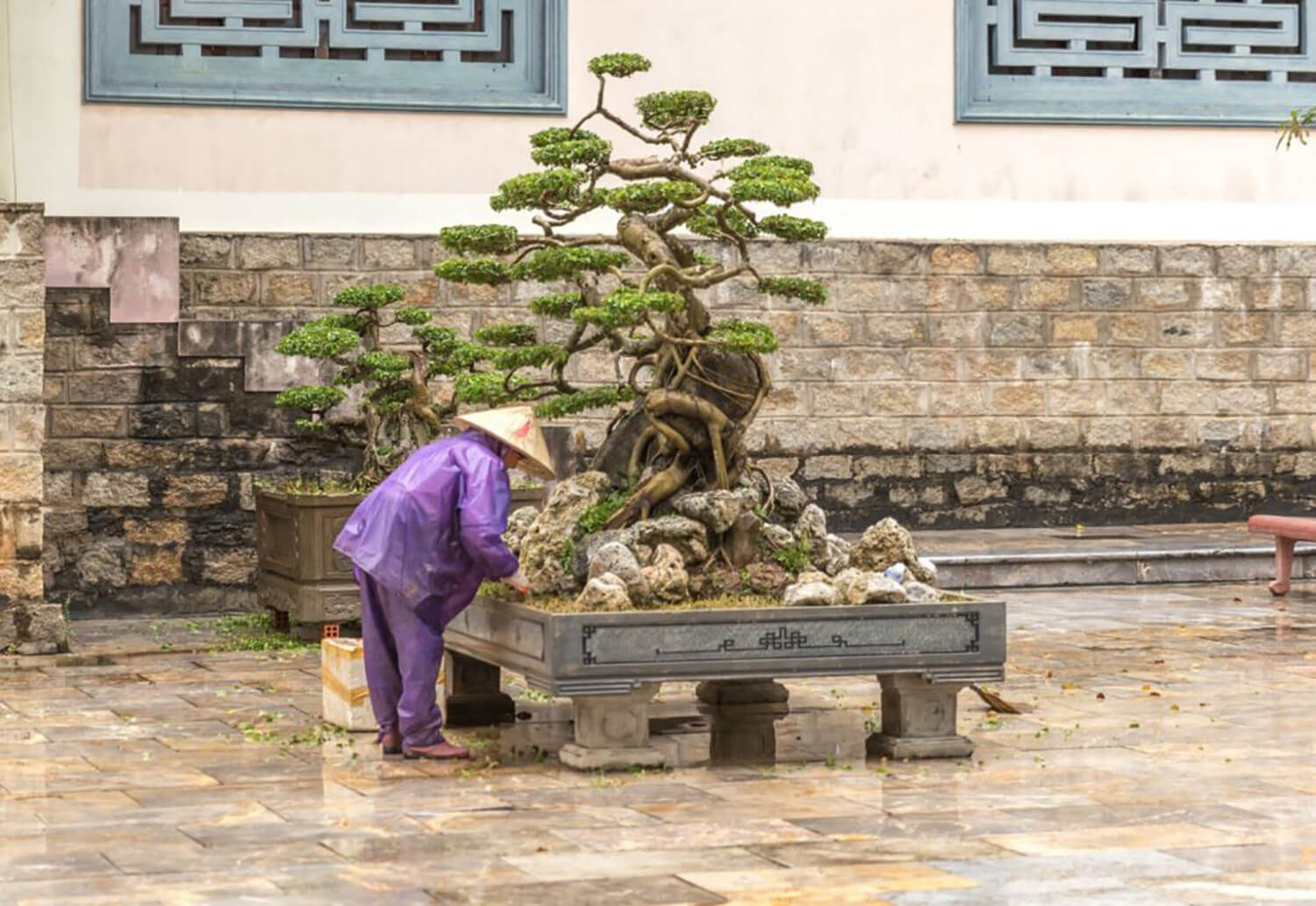 Wallpaper #jWdLE5MBSpphPi3-Rv-o235 Notable Record Breaking Bonsai Trees Across the Globe Hooked on Bonsai
