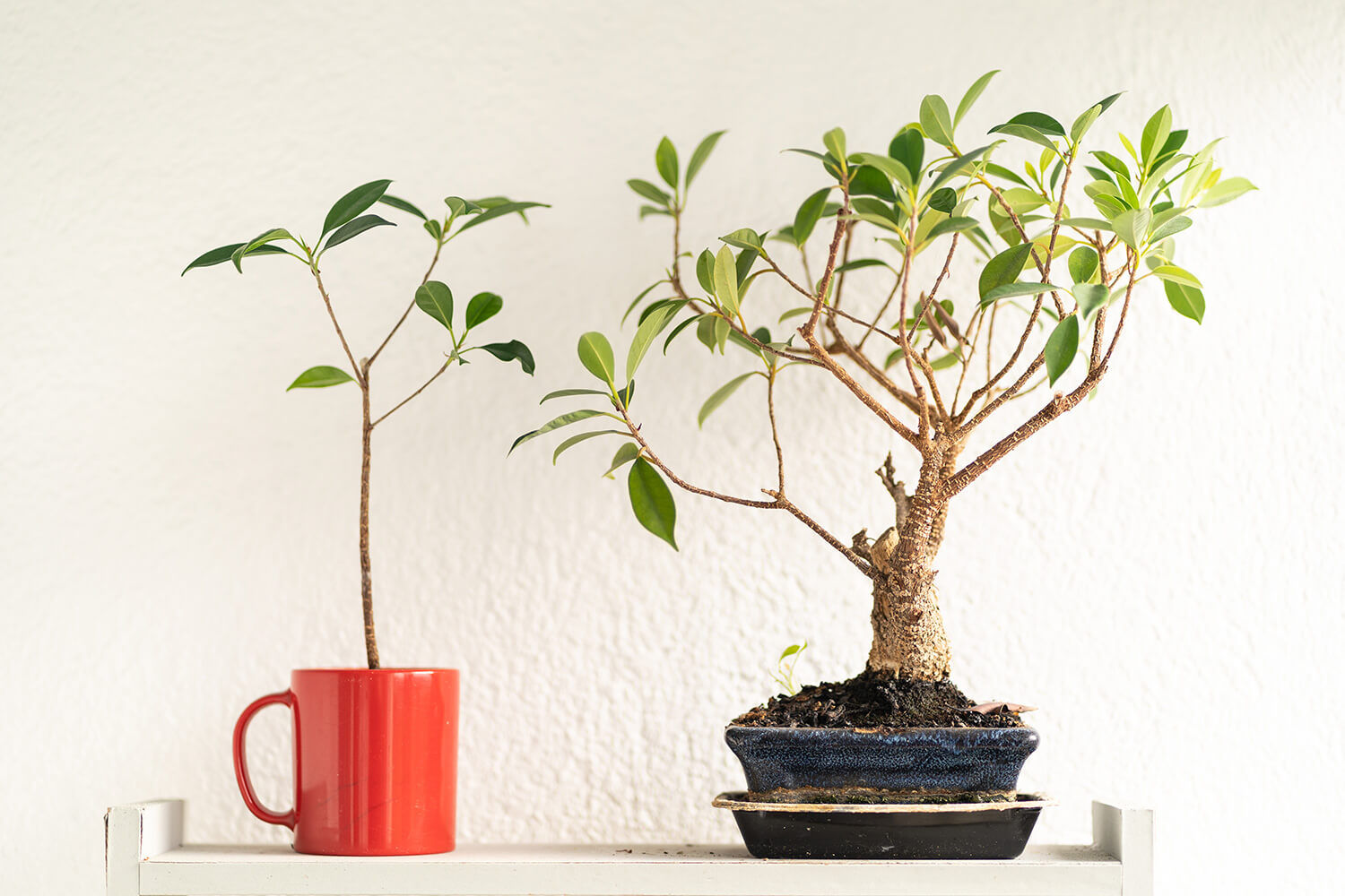 Wallpaper #jWdLE5MBSpphPi3-Rv-o291 How to Grow a Bonsai from Seedlings Hooked on Bonsai