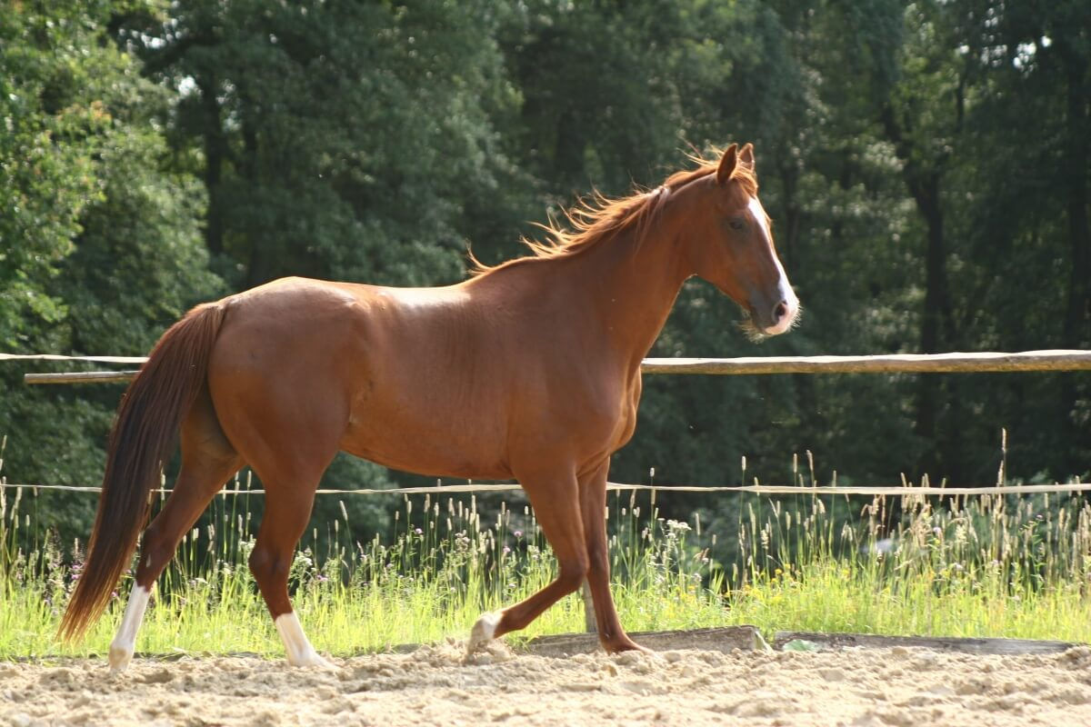 Wallpaper #-x2ULJMBlOZrFDOkz8qk242 What is an Anglo Arabian Horse Comprehensive Guide Anglo Arabian