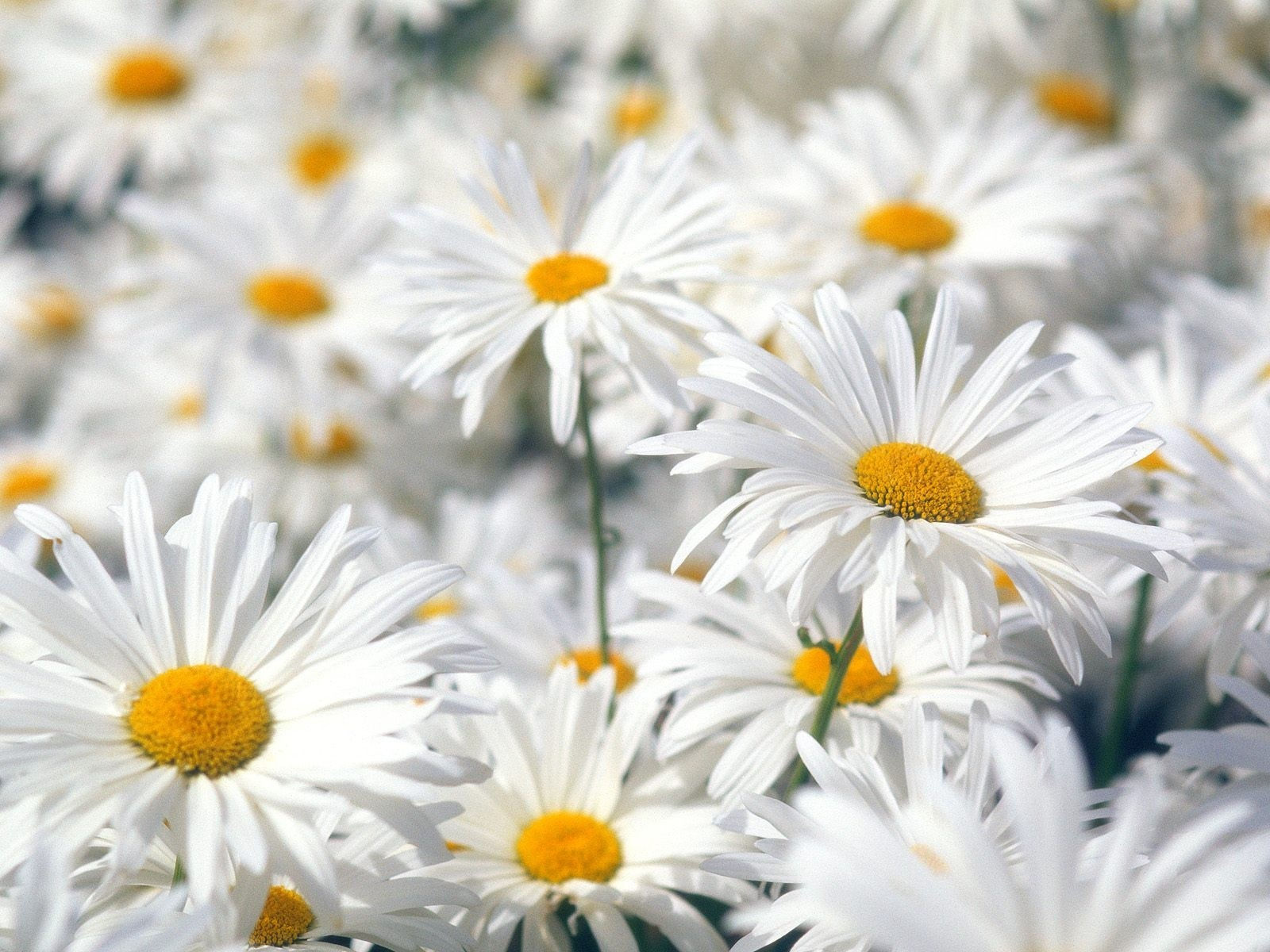 Wallpaper #3mhXIpMBSpphPi3-4TKc65 White Daisies Wallpapers and Images Wallpapers Pictures Photos