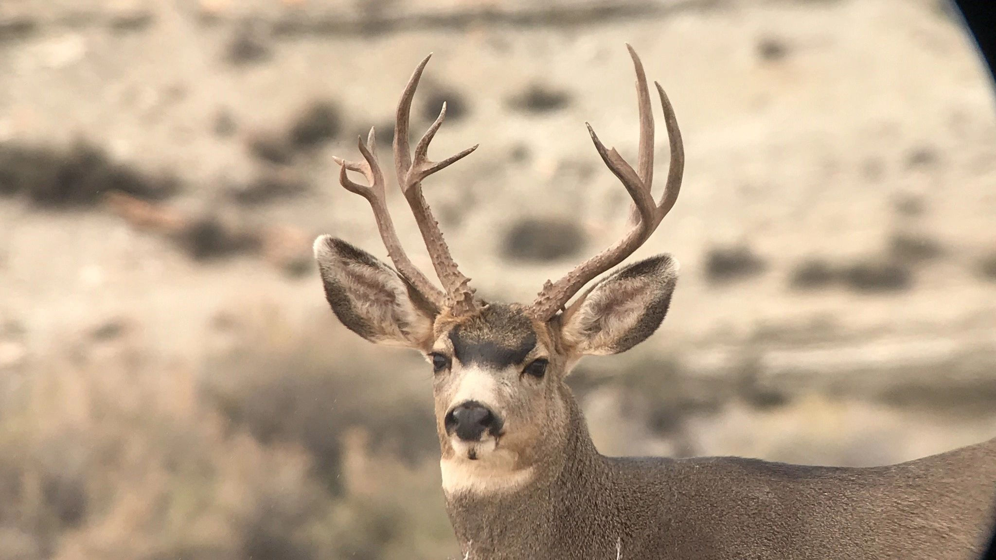 Wallpaper #FmiZE5MBSpphPi3-2gHs197 Book Cliff Deer Tag Gear Package Raffle Creator