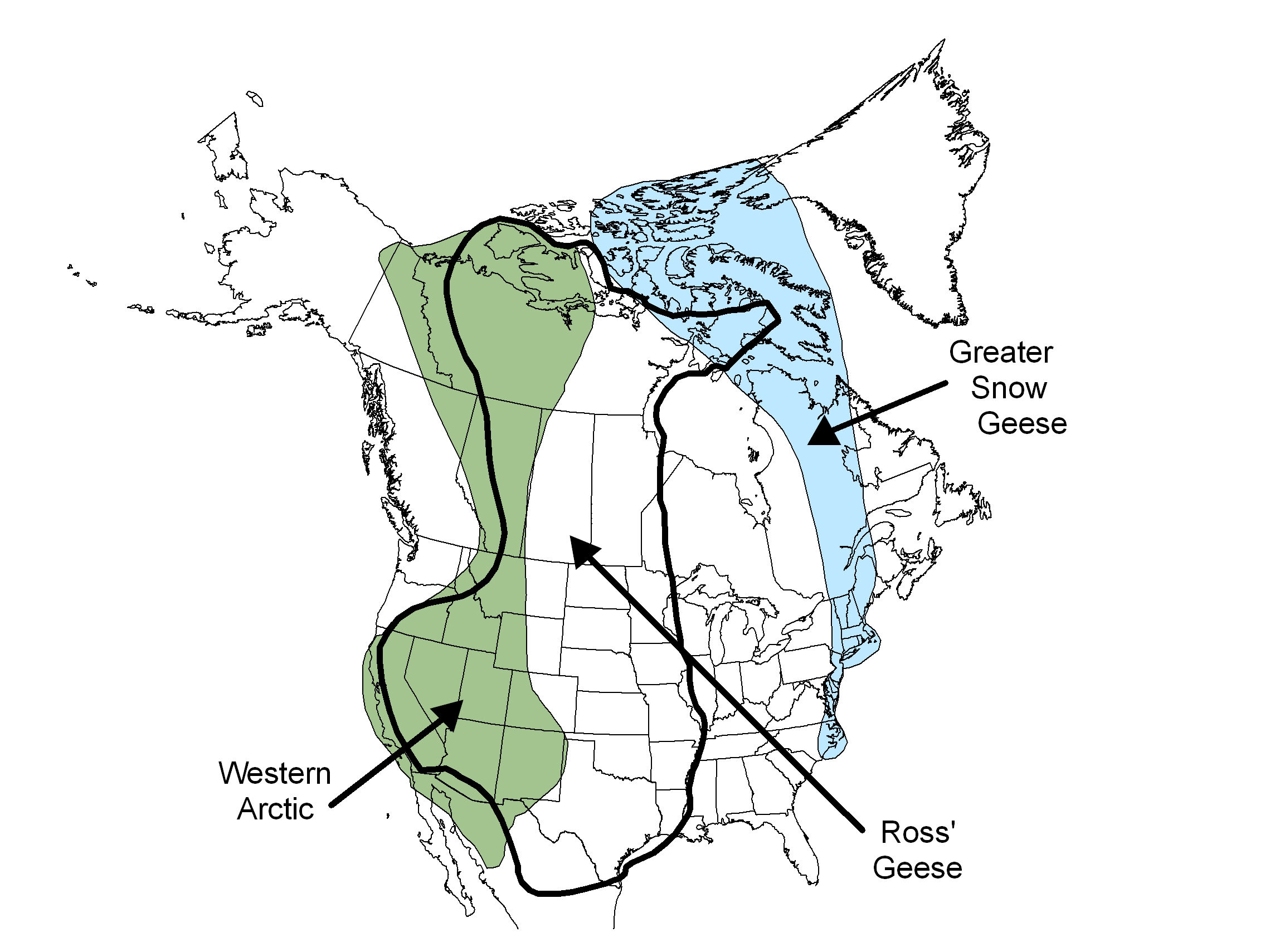 Wallpaper #4334F Canada Goose Migration a Complete Guide Birdfact