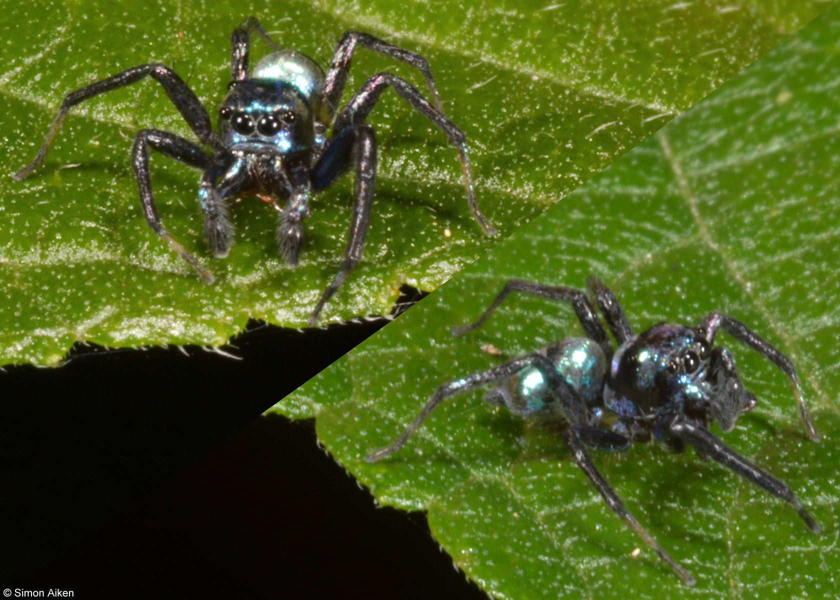 Wallpaper #wmfS65IBSpphPi3-9k4K62 Images of Worldwide Arachnida Simons Specimen Shells
