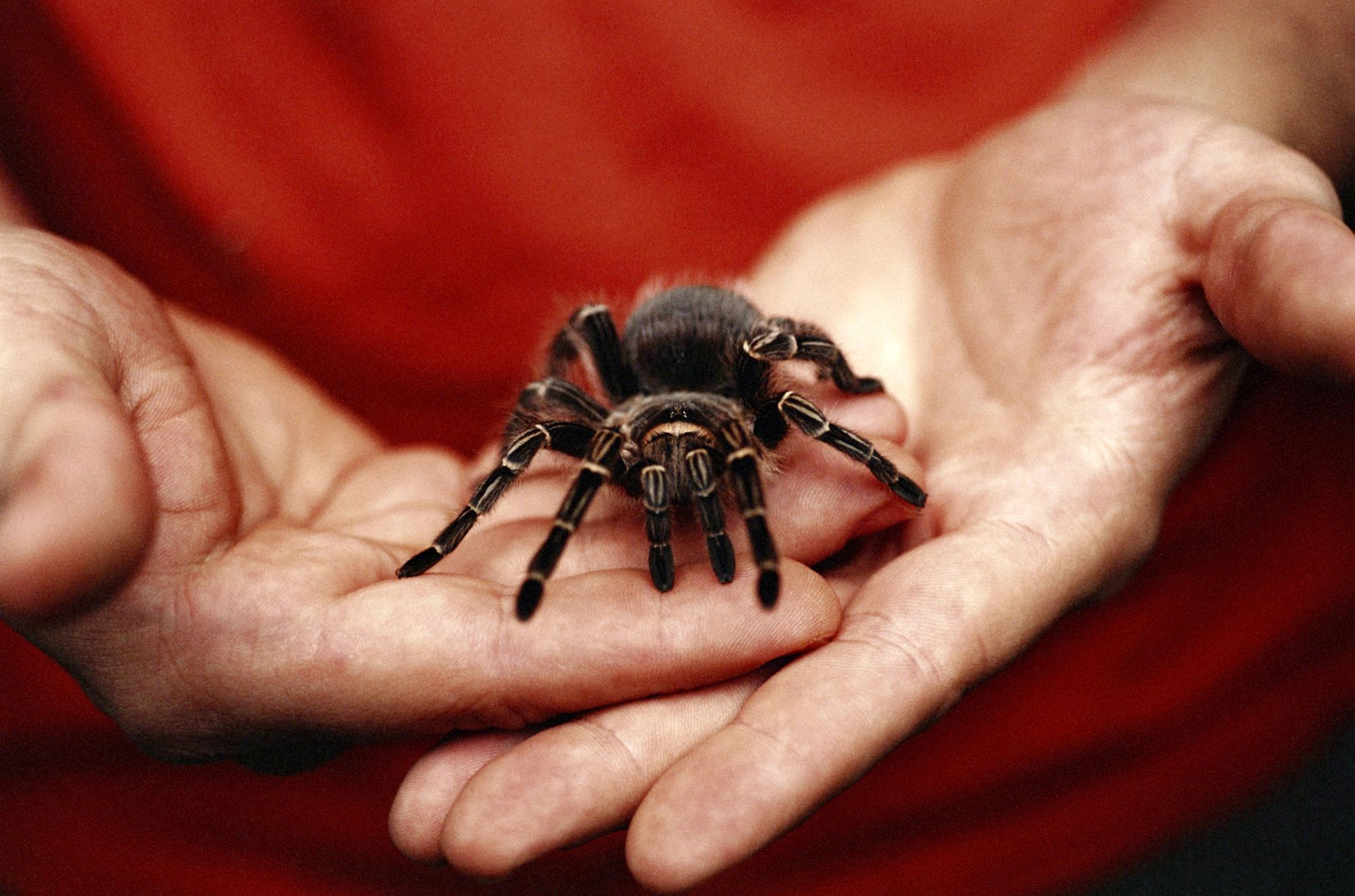 Wallpaper #ce6bd Giant Spider on the Ceiling of an Abandoned Psychiatric Hospital R