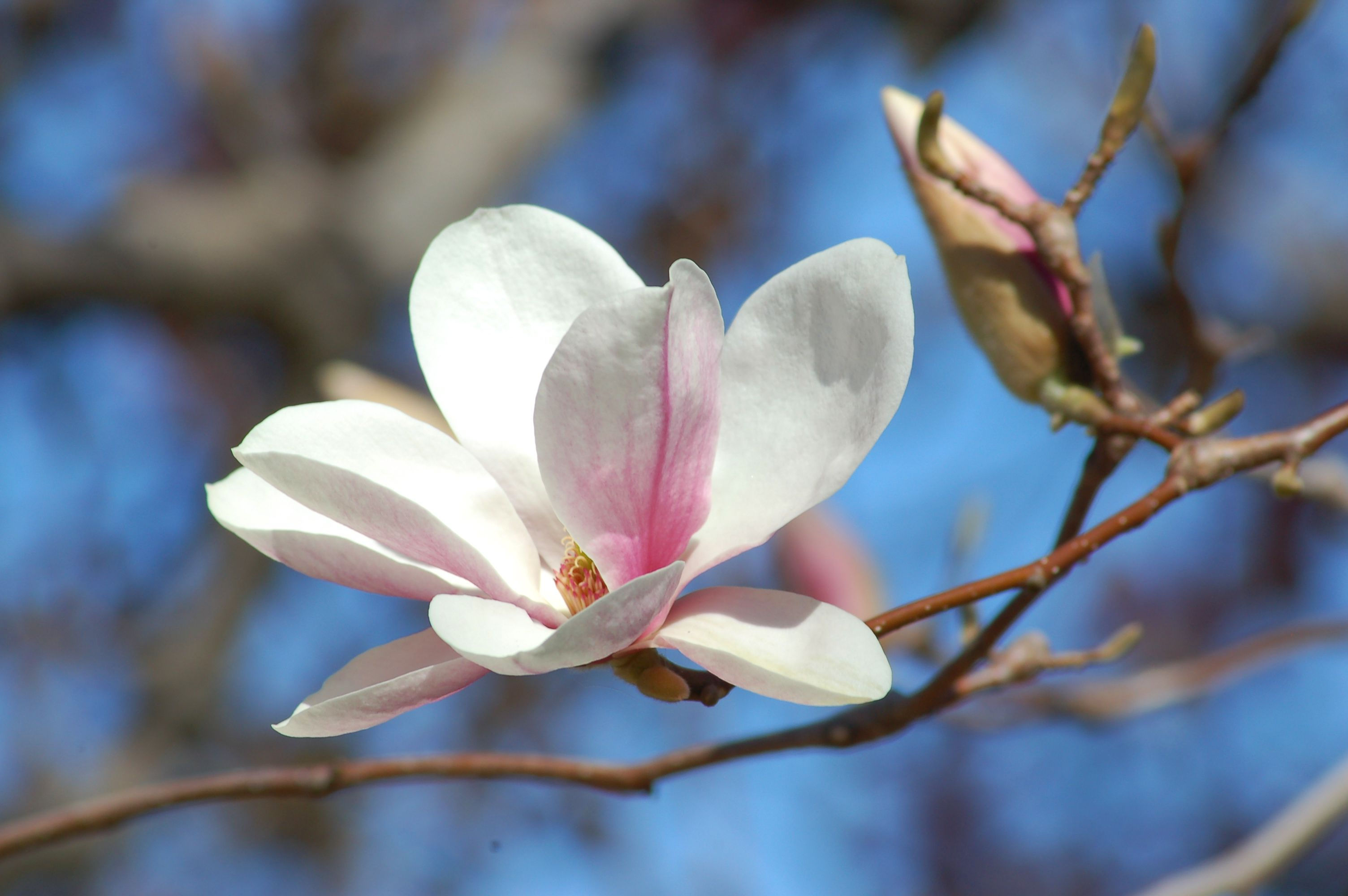 Wallpaper #35F56 Pink Magnolia Trees Crazy for Gardening