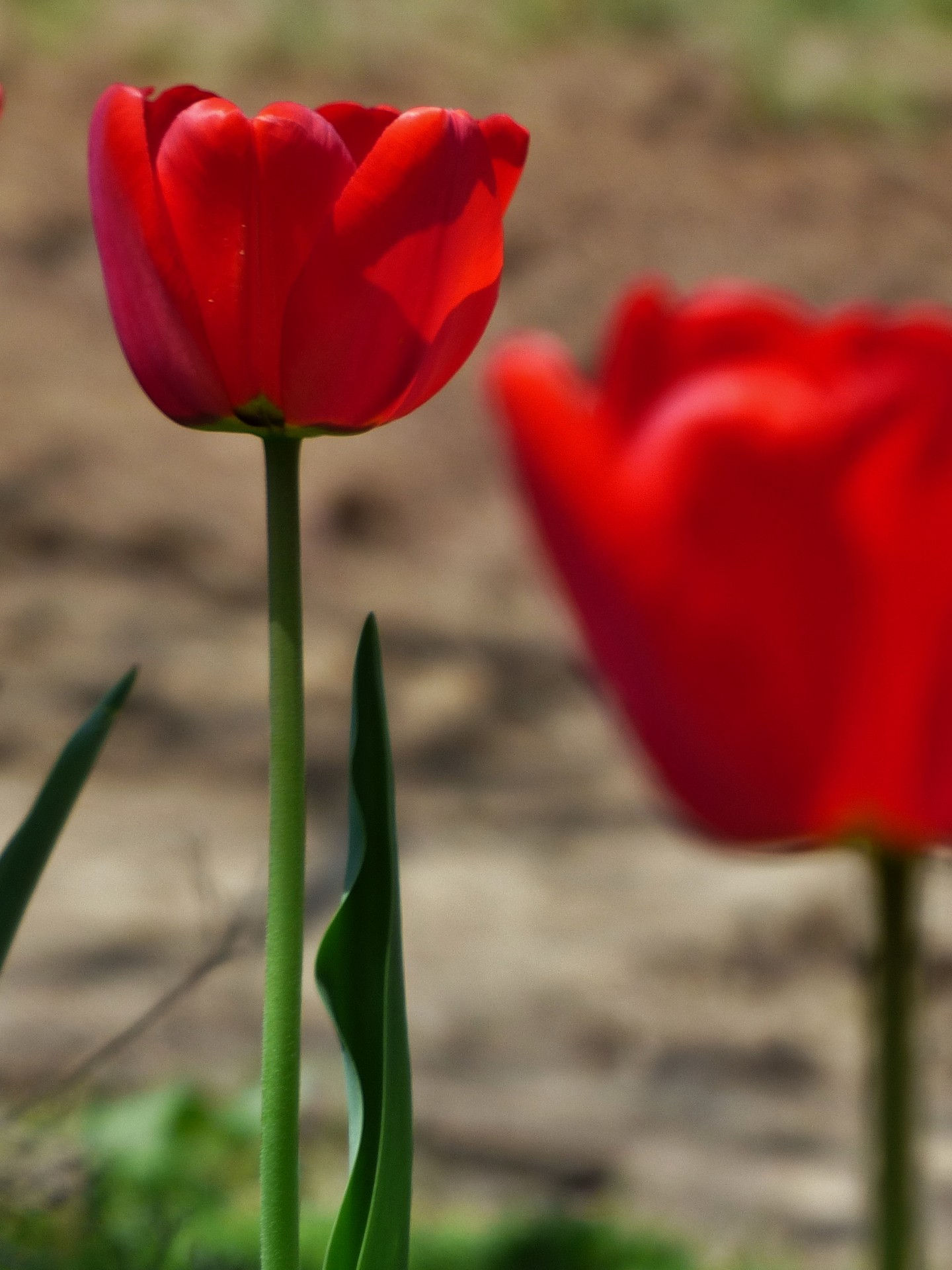 Wallpaper #0f480 Tulips Golden Varietie Stock Image Image of Grass 19338473