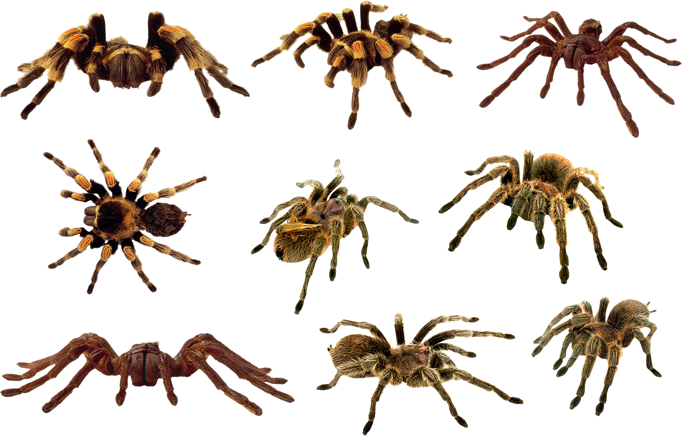 Wallpaper #-RkJE48BtGB6xQ78UmSD50 Download Spider Clipart Hq Png Image Freepngimg