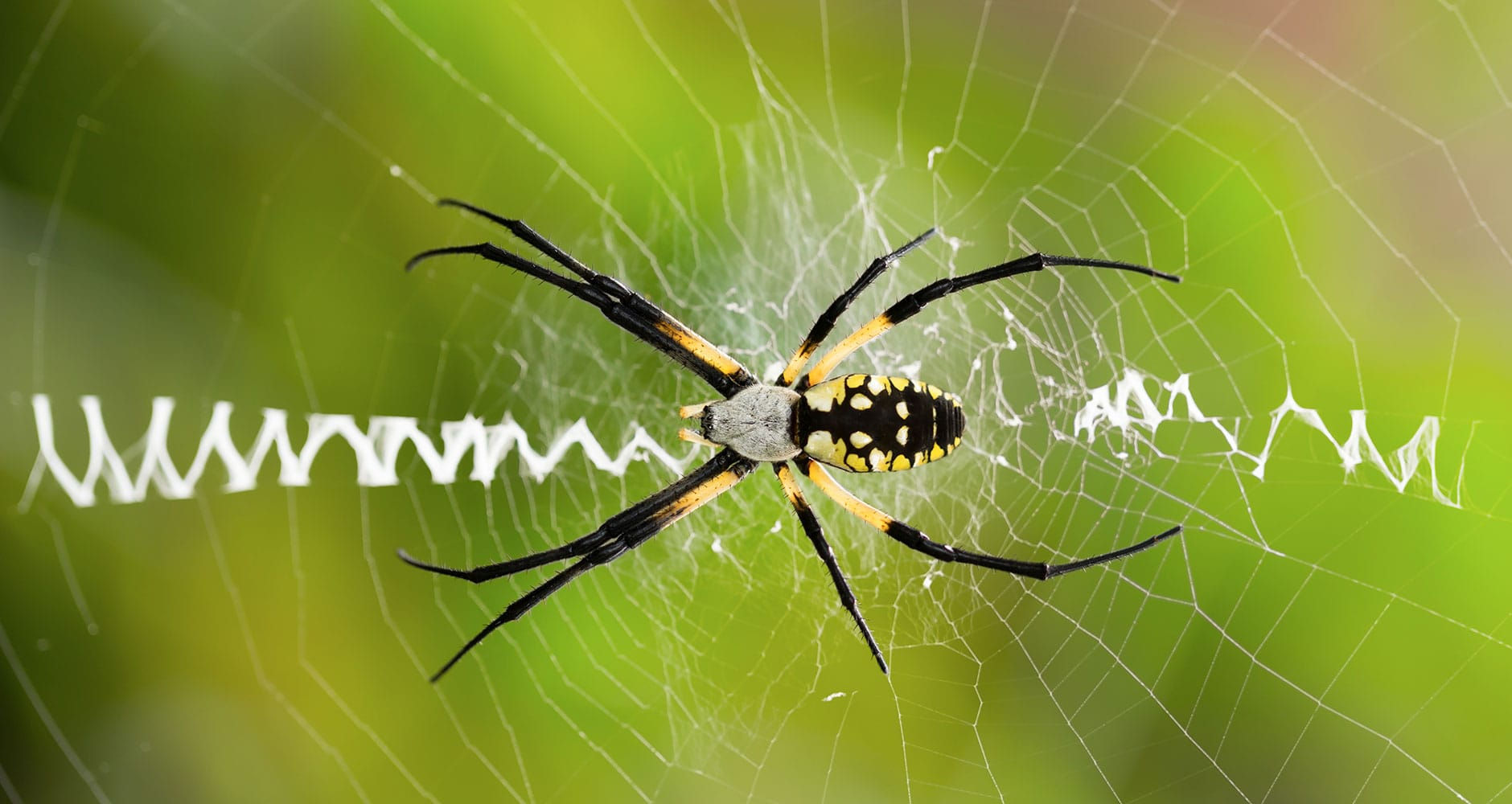 Wallpaper #zqkWiJcBxbDgA0Rl1O5S129 Orb Weaver Spiders Spooky Webs but Great for Pest Control App