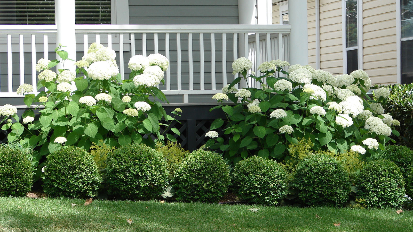 Wallpaper #A26DC Low Flowering Shrubs for Shade Fanny Healthy Life